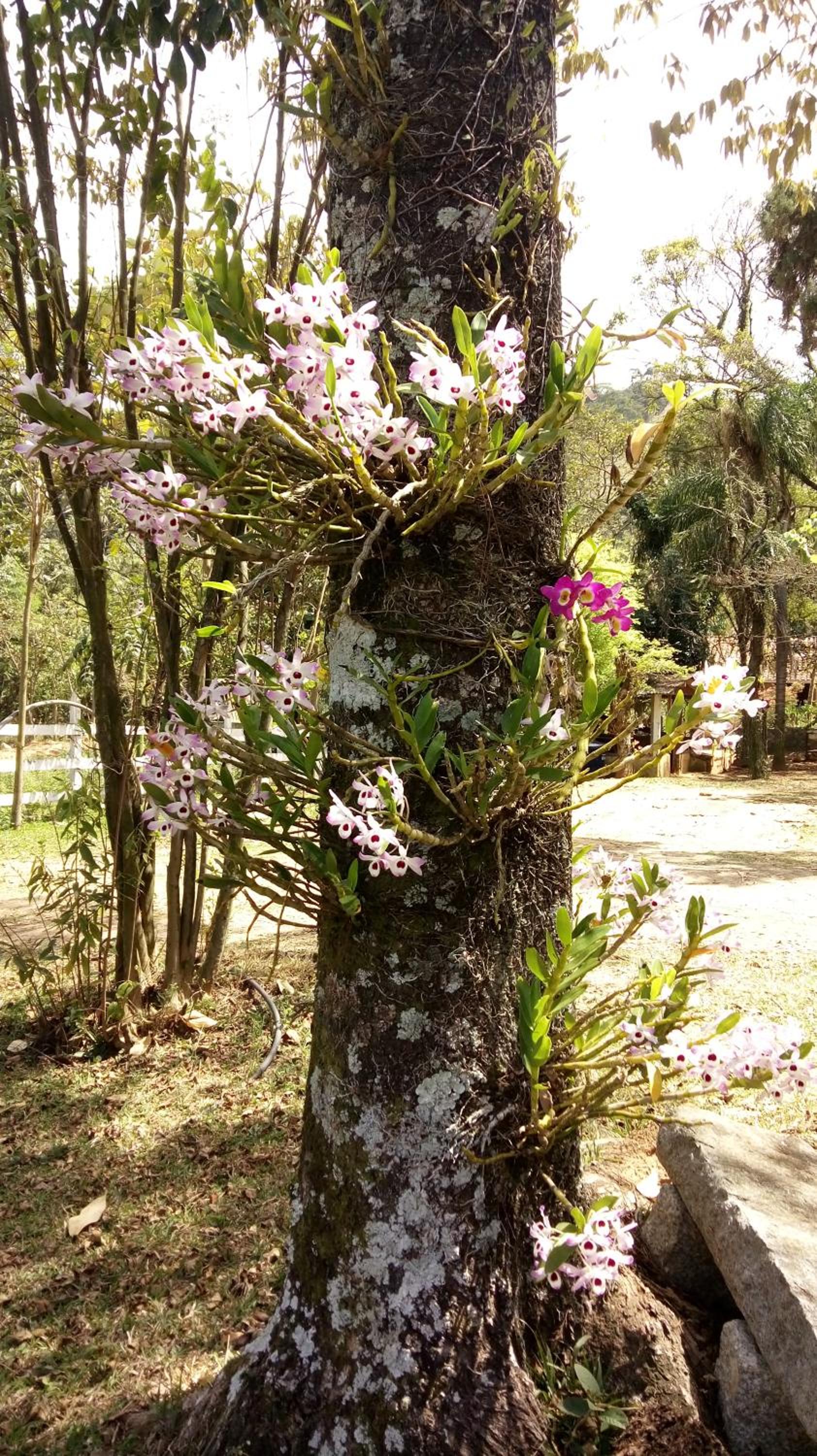 Pousada Vale das Orquídeas