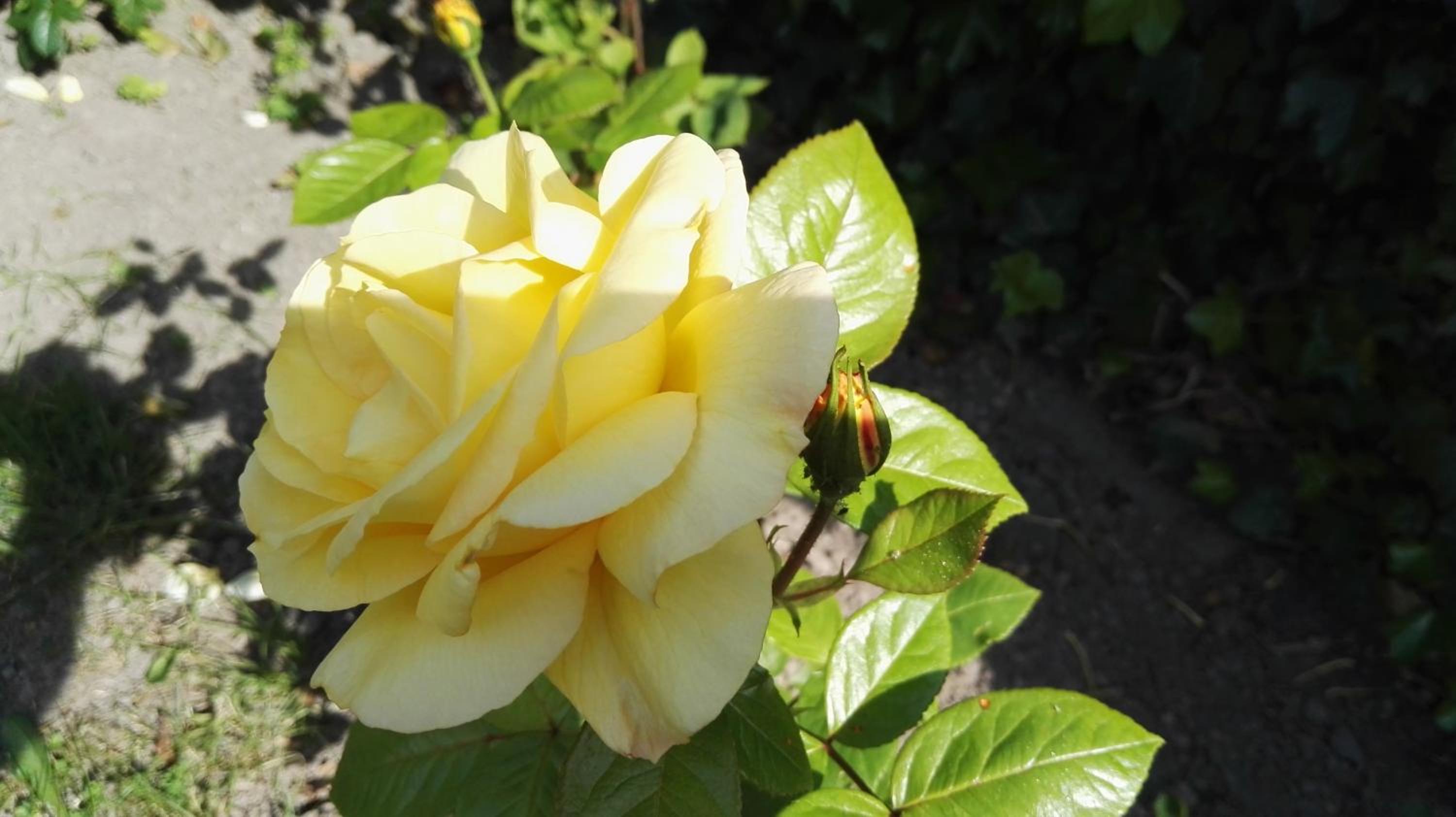 Photo 26