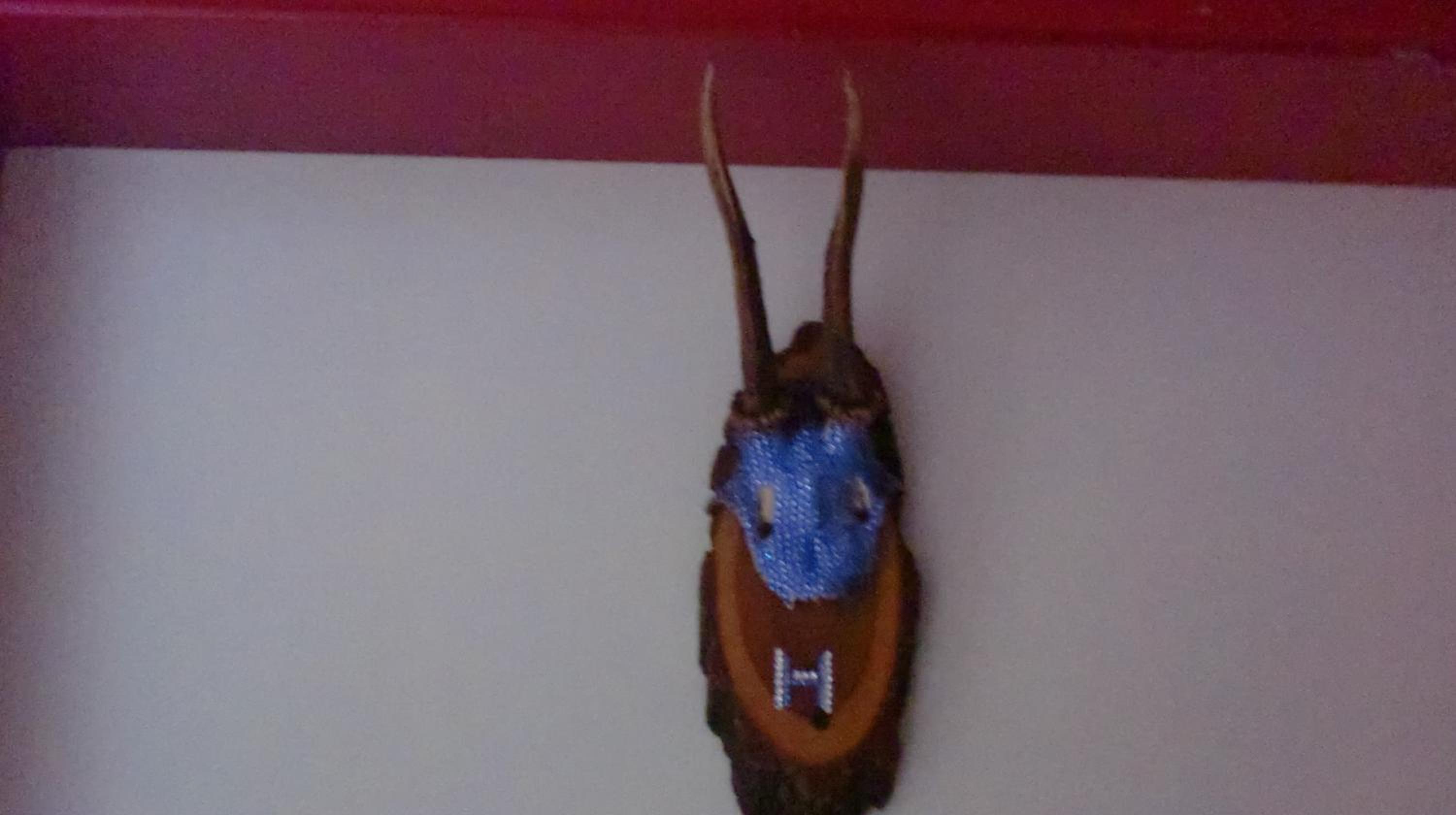 Photo 35