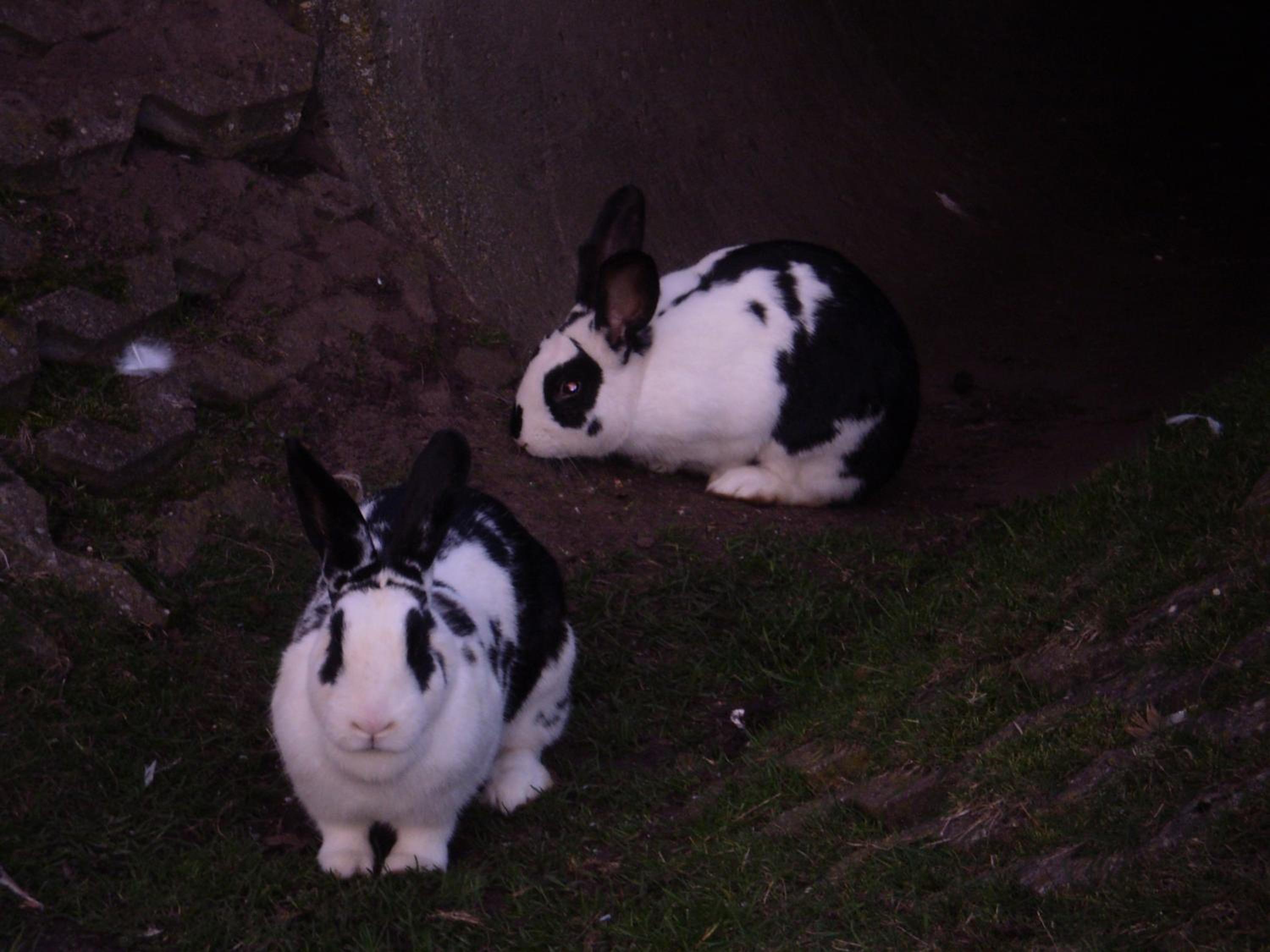 Photo 37