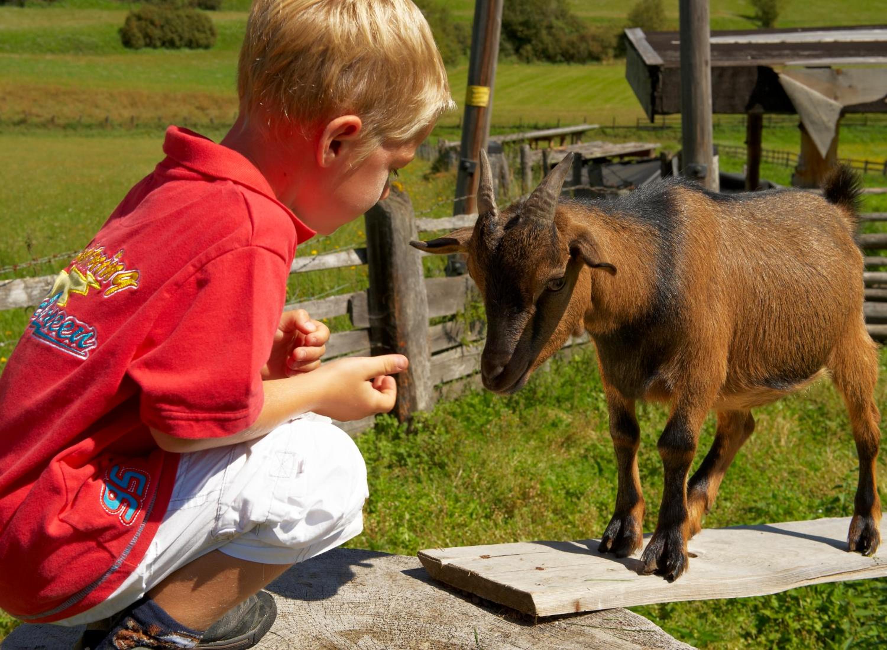 Blasiwirt
