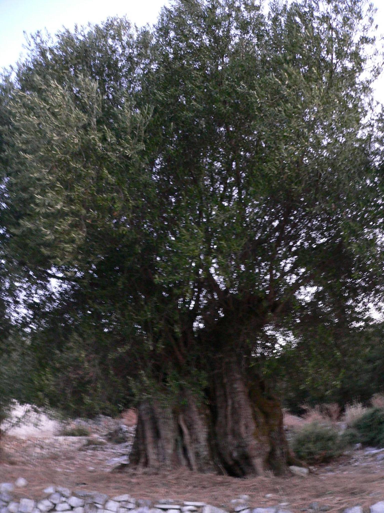 Photo 38