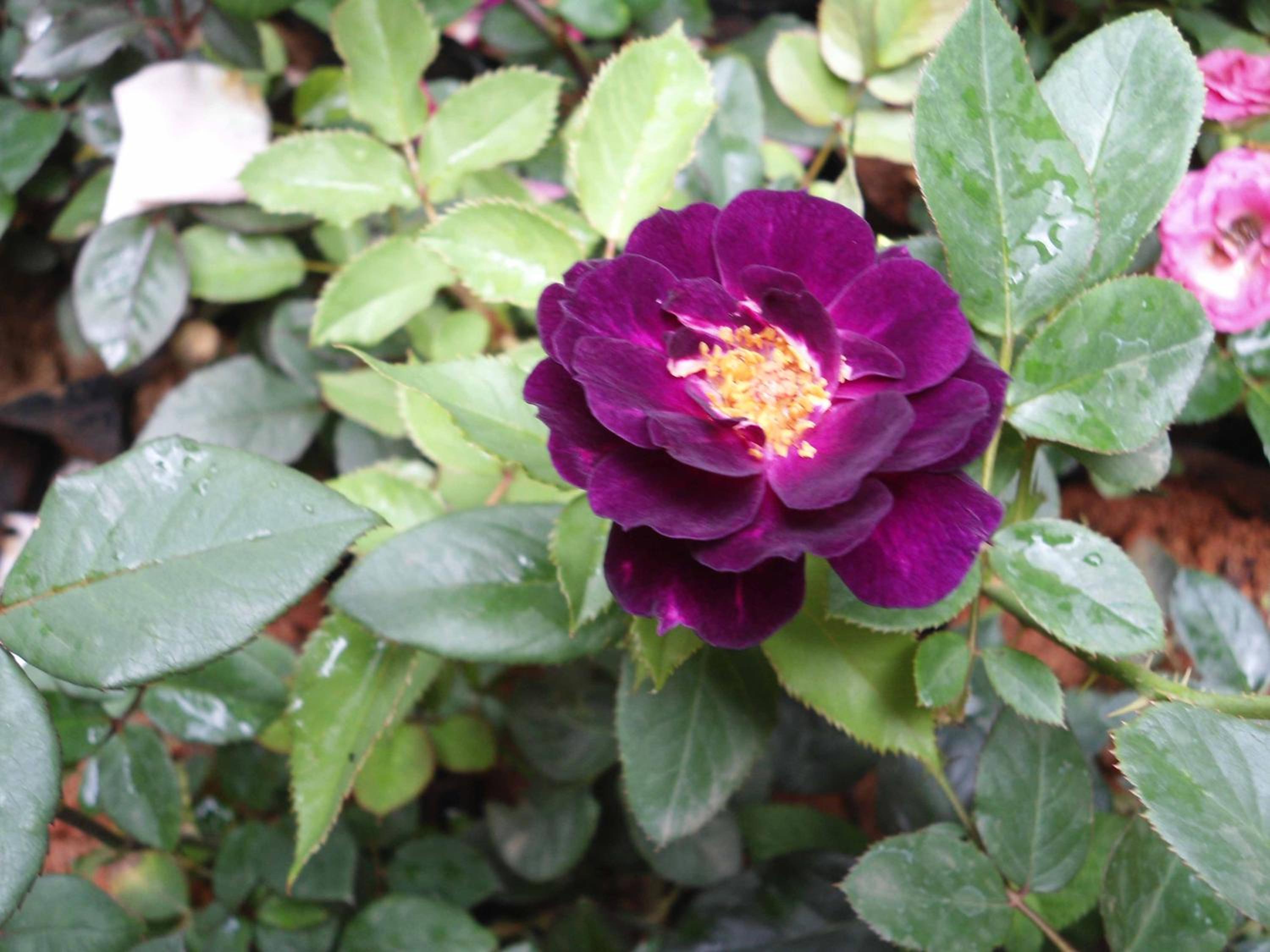 Indi Rose Garden