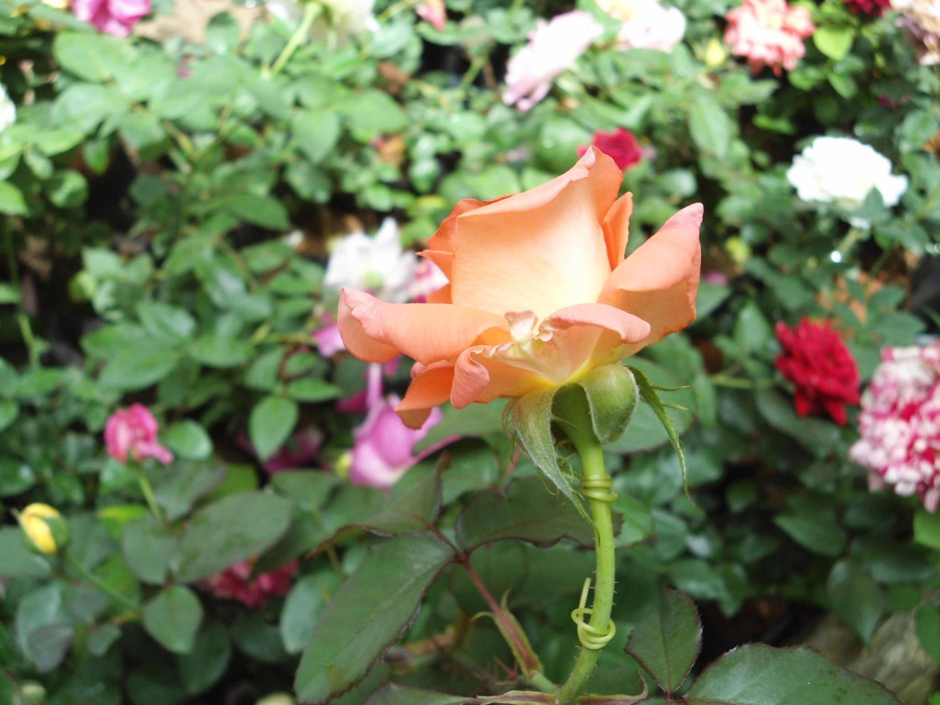 Indi Rose Garden