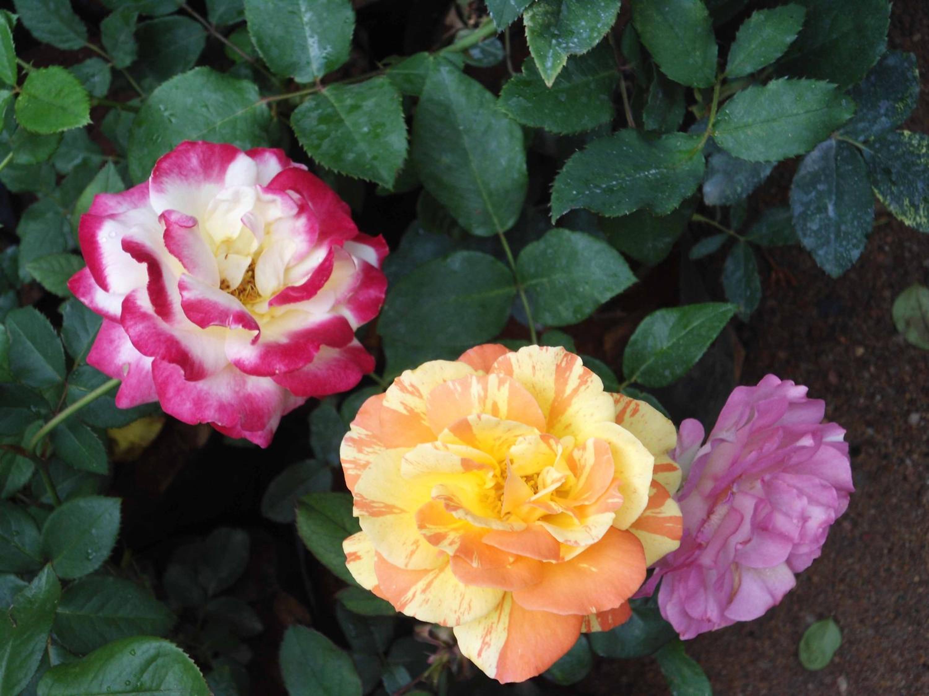 Indi Rose Garden