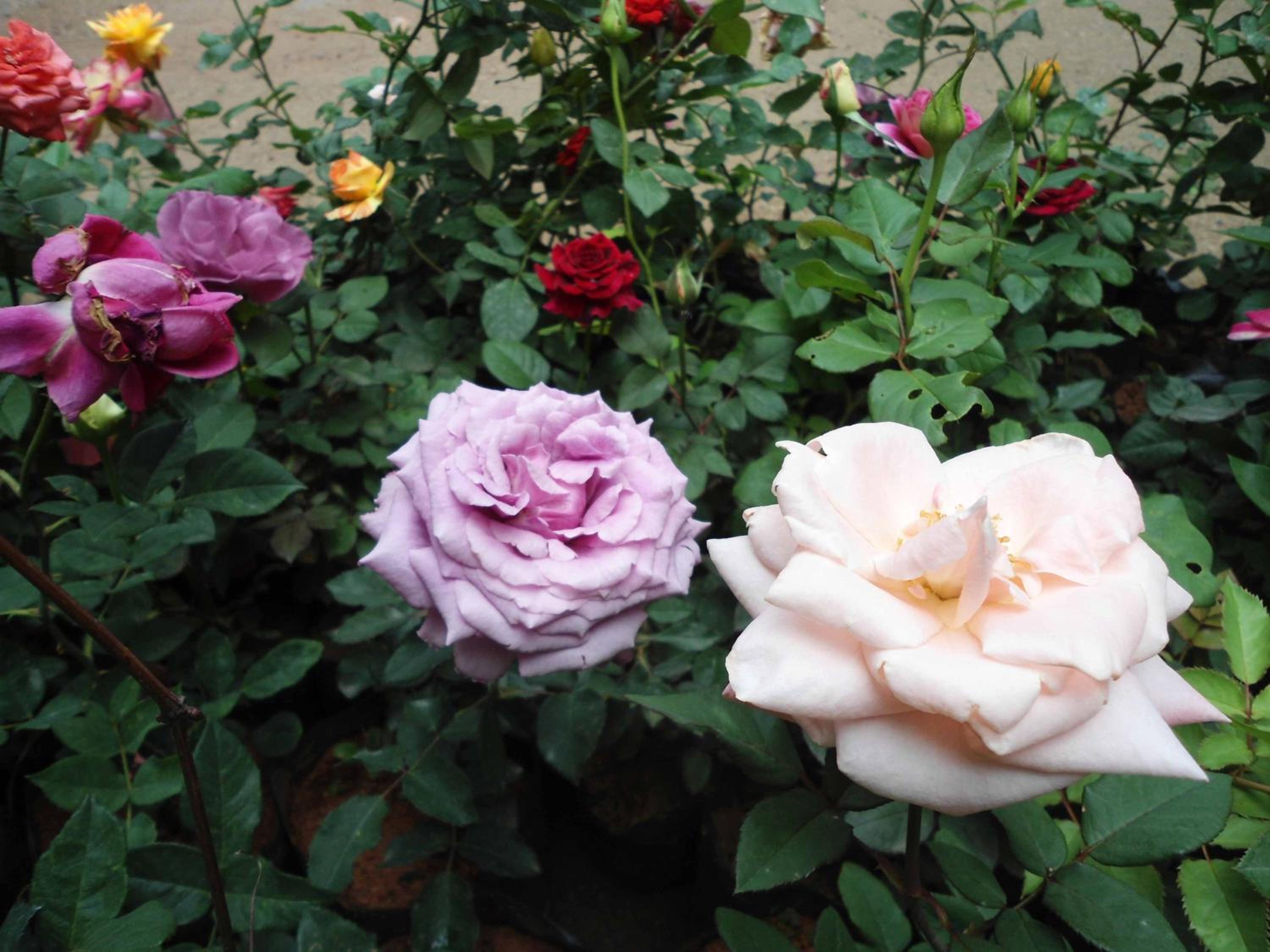 Indi Rose Garden
