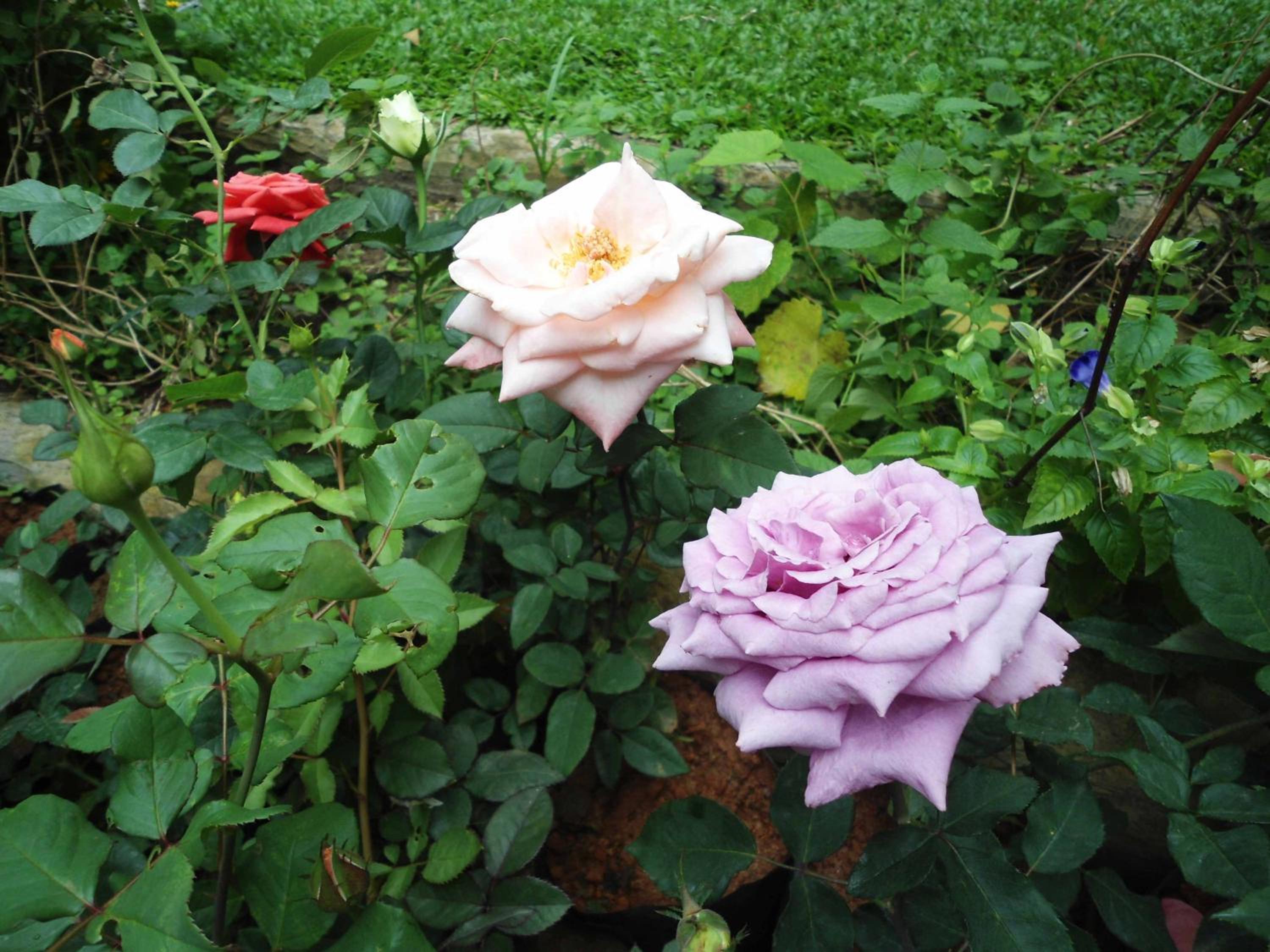 Indi Rose Garden