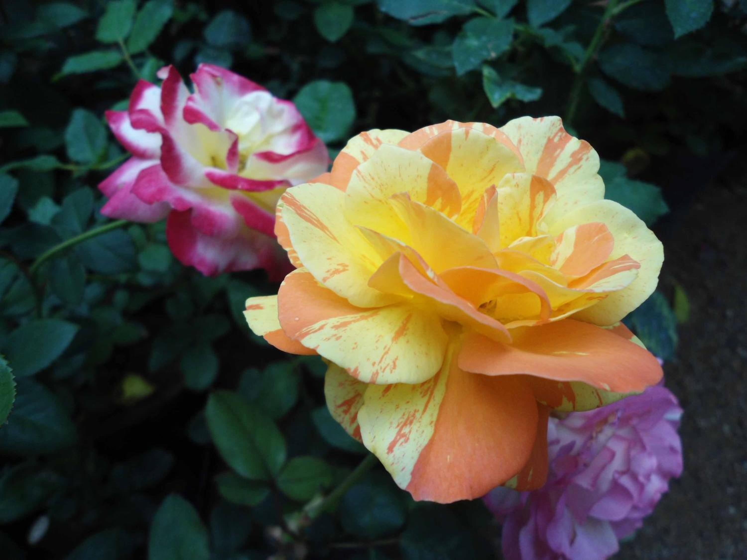 Indi Rose Garden