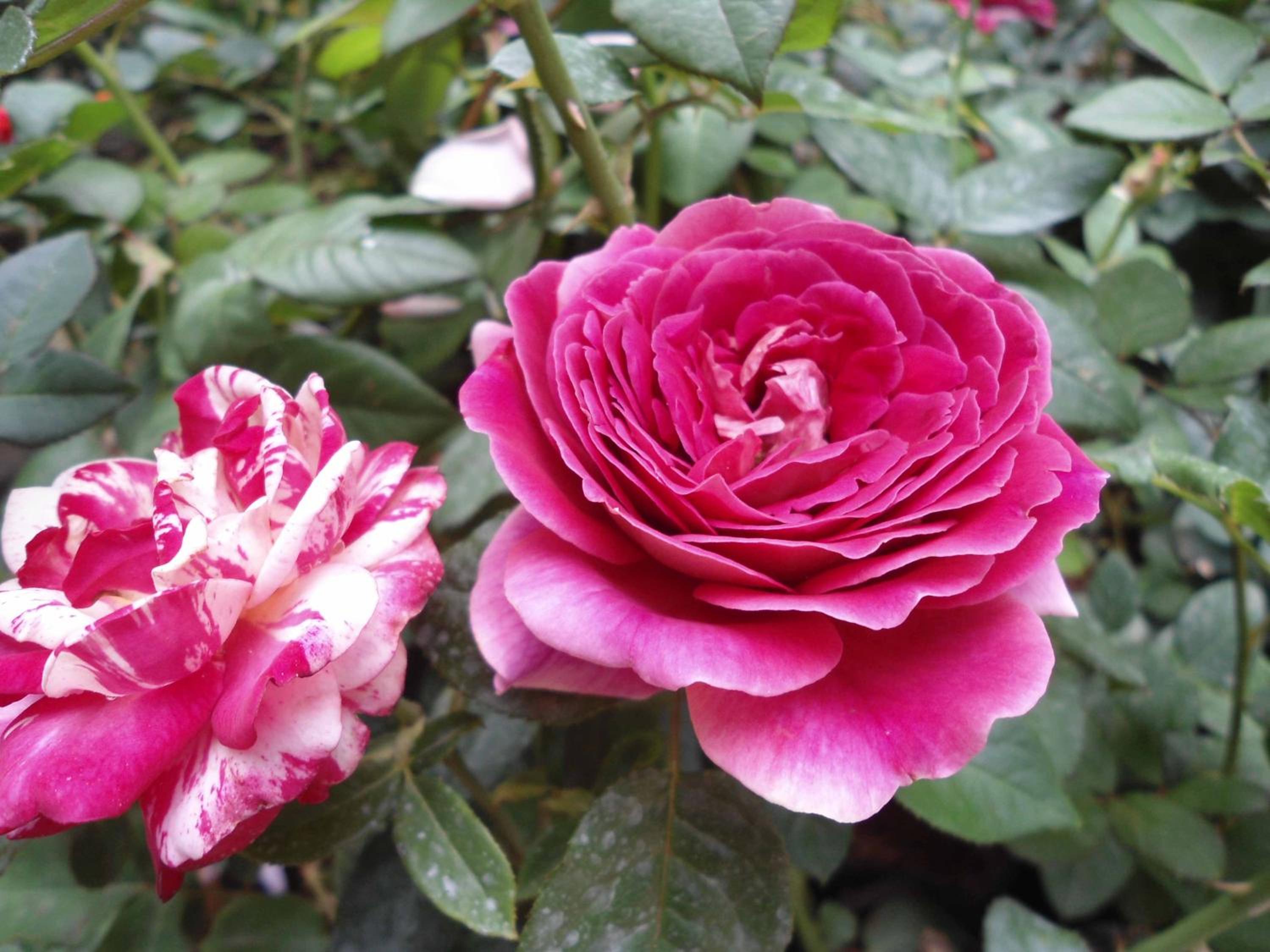 Indi Rose Garden