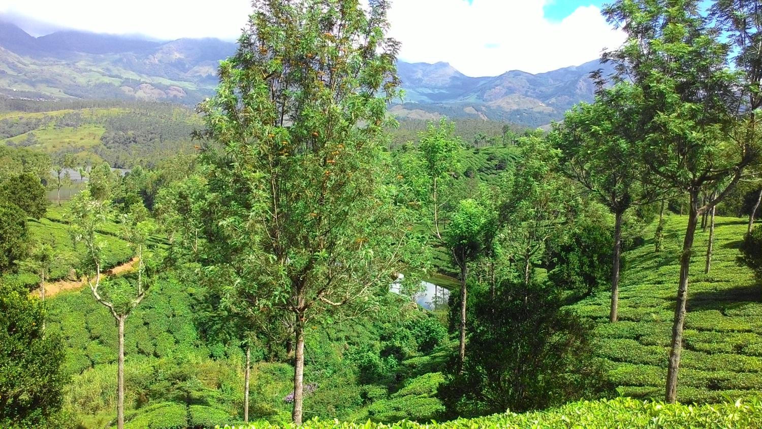 Photo 44