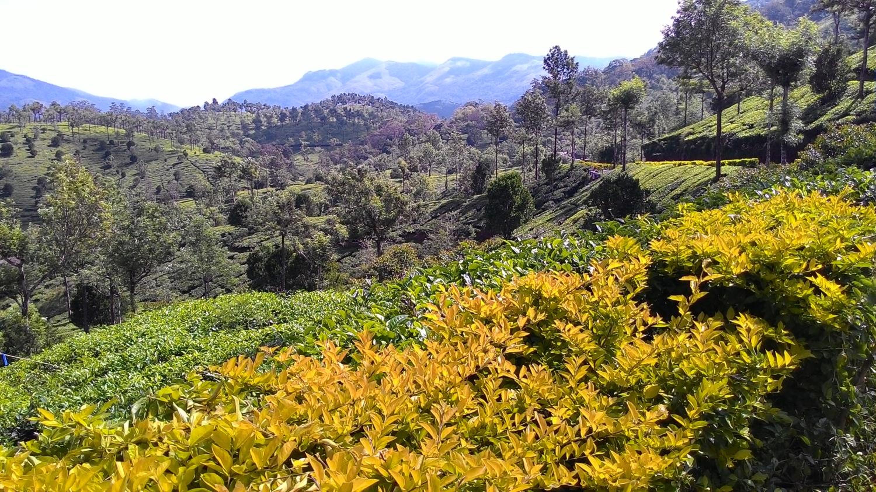 Photo 42