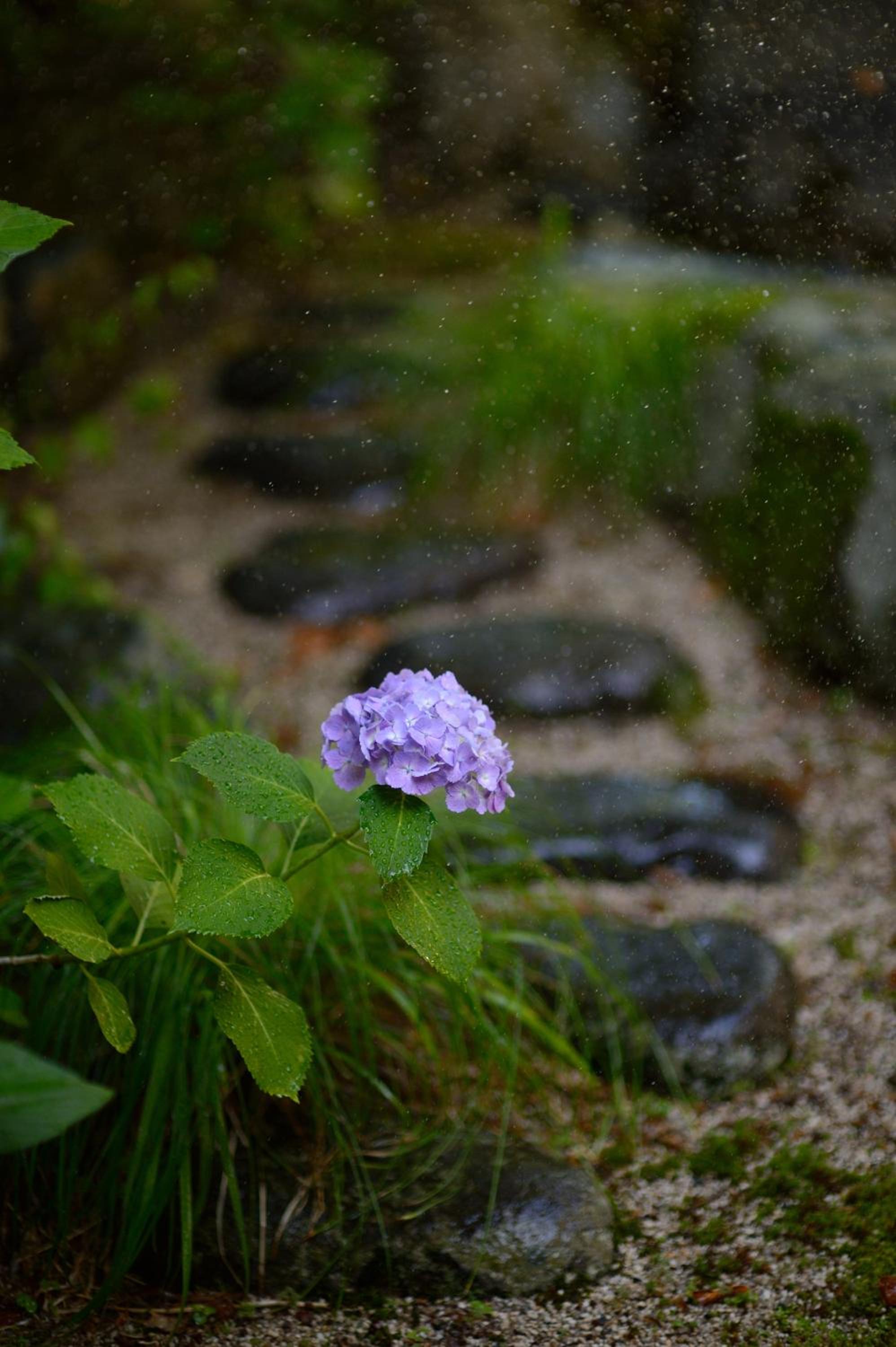 Wakamatsuya