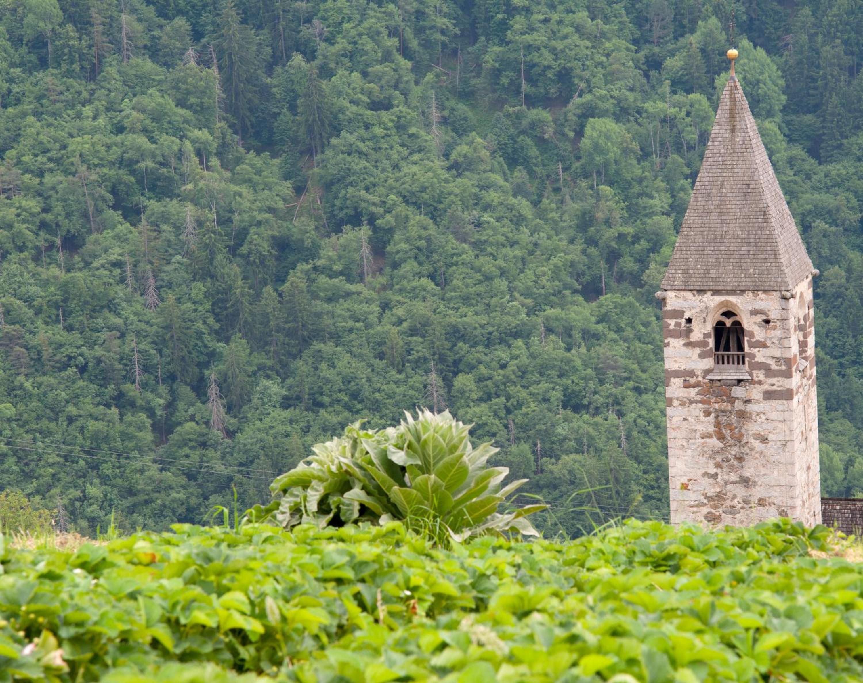 Ausservogelweiderhof