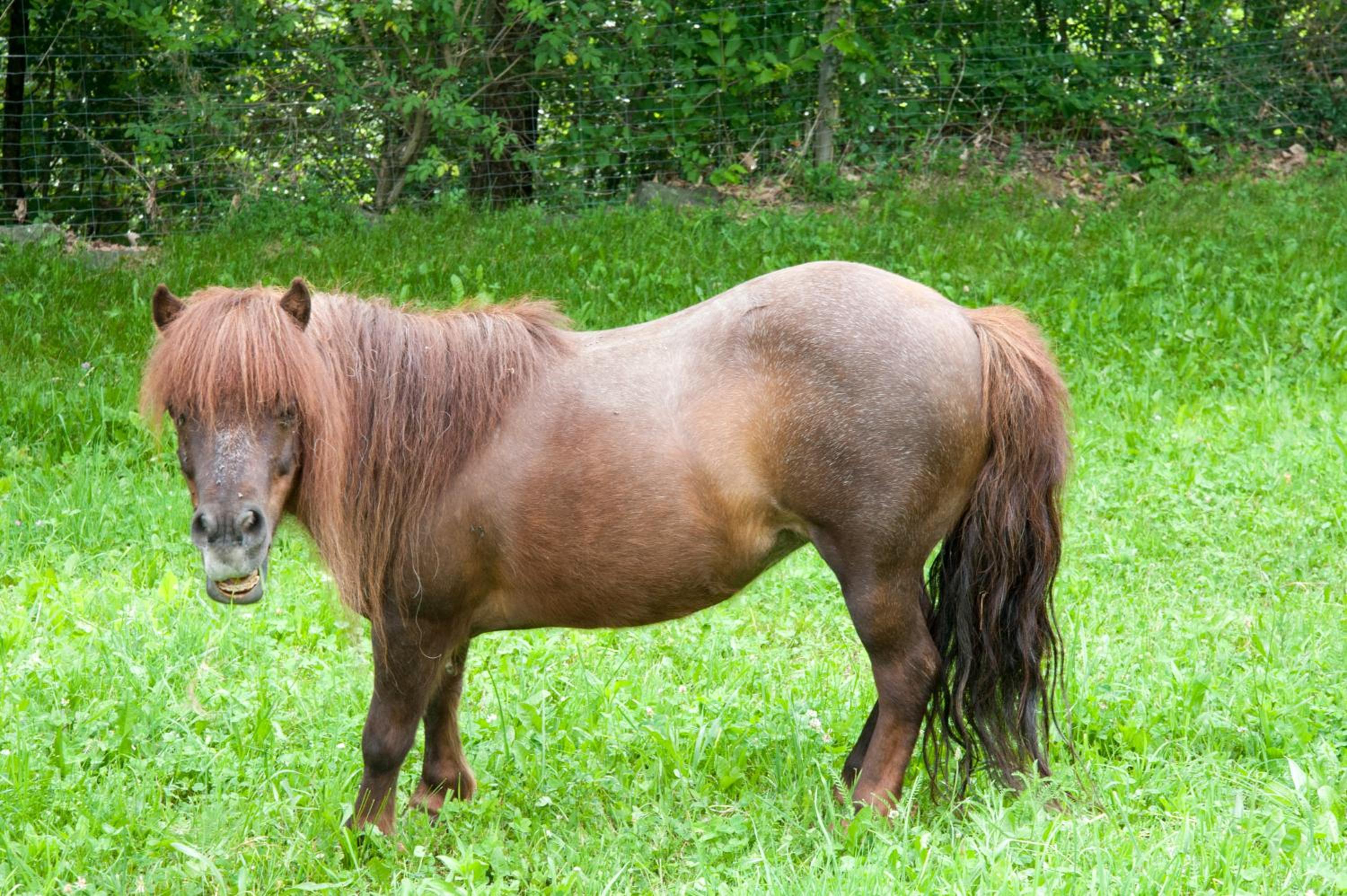 Ausservogelweiderhof