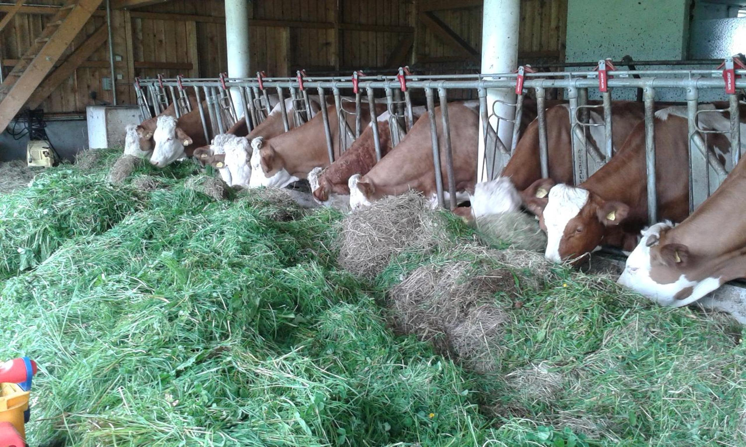 Ferienwohnung Grubinger