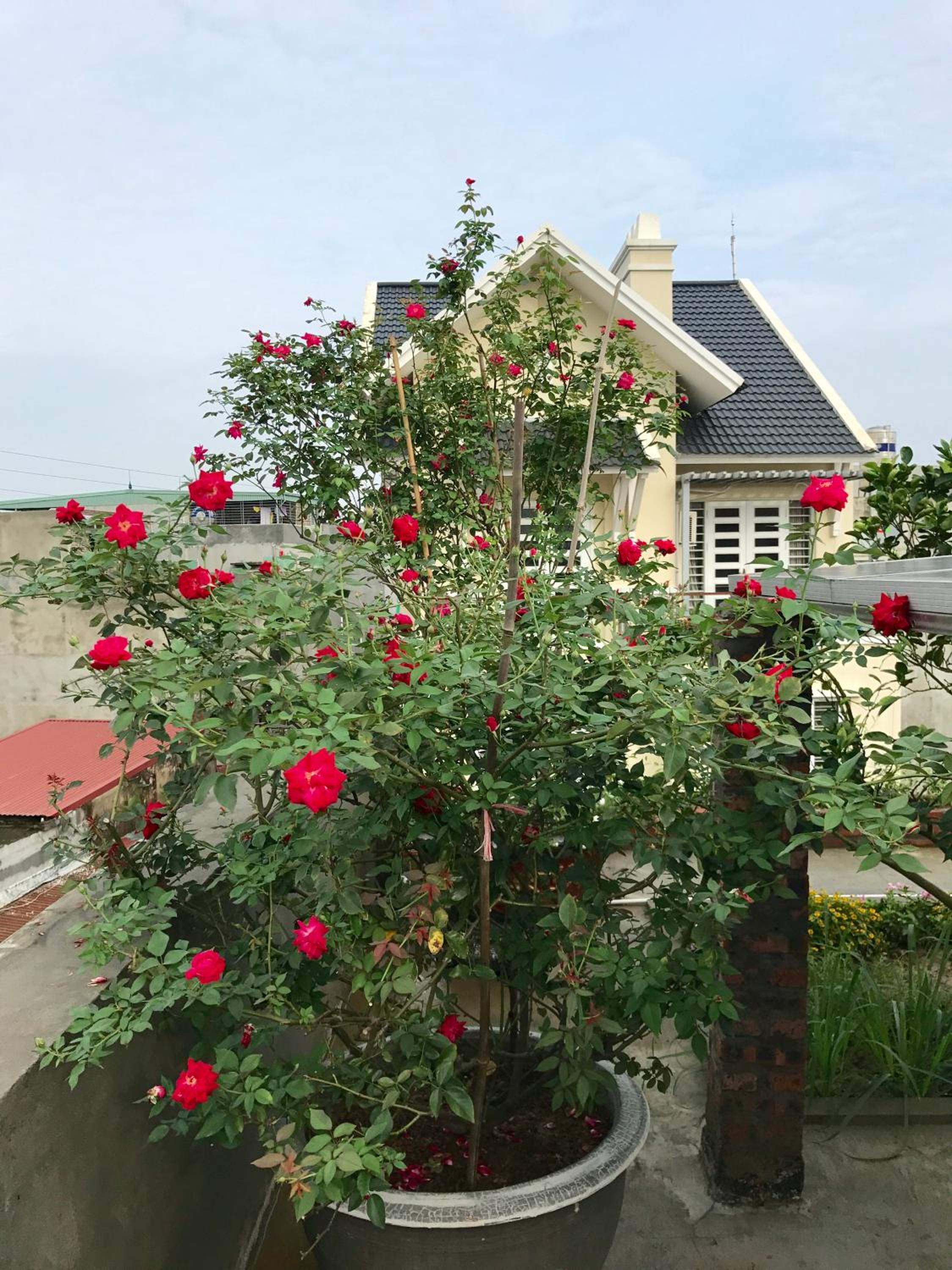 roof