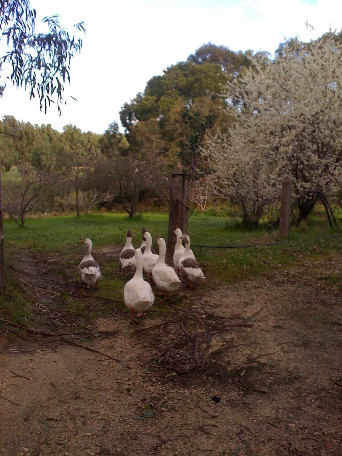 Torquay Vacations - Bellbrae Harvest - Property Image 1