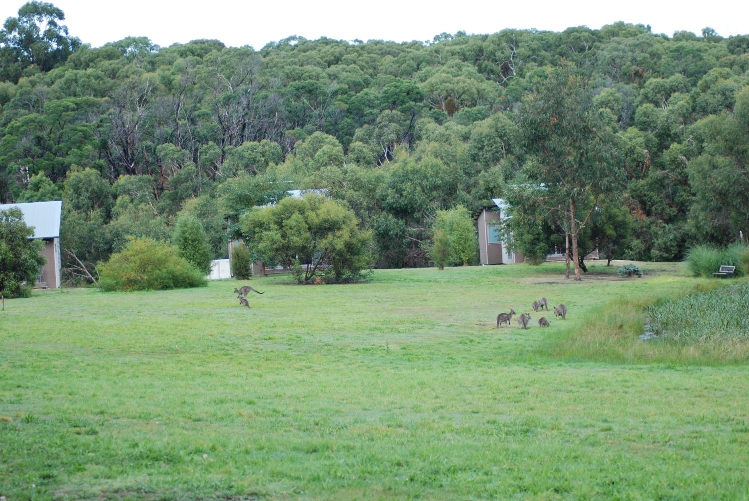 Bellbrae Harvest