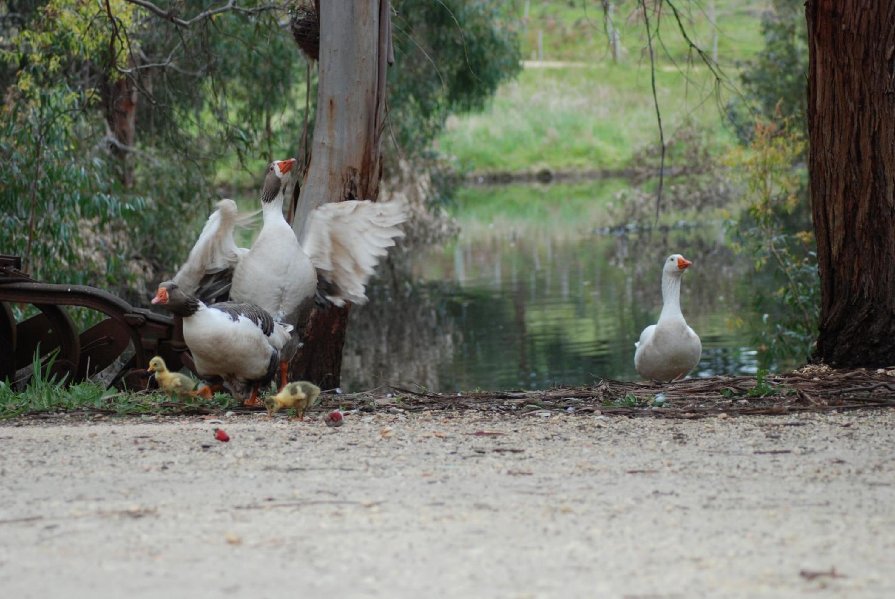 Bellbrae Harvest