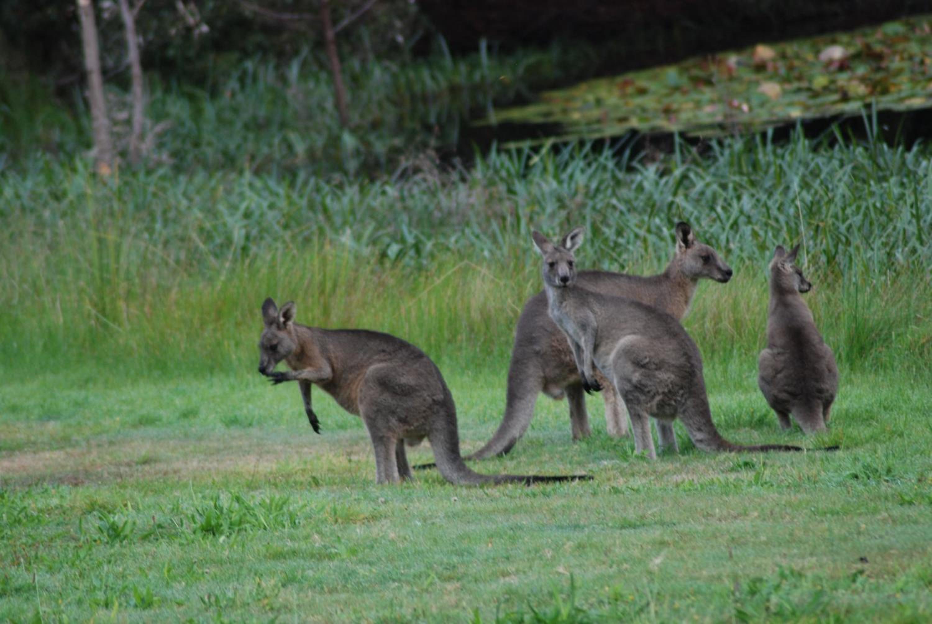 Bellbrae Harvest