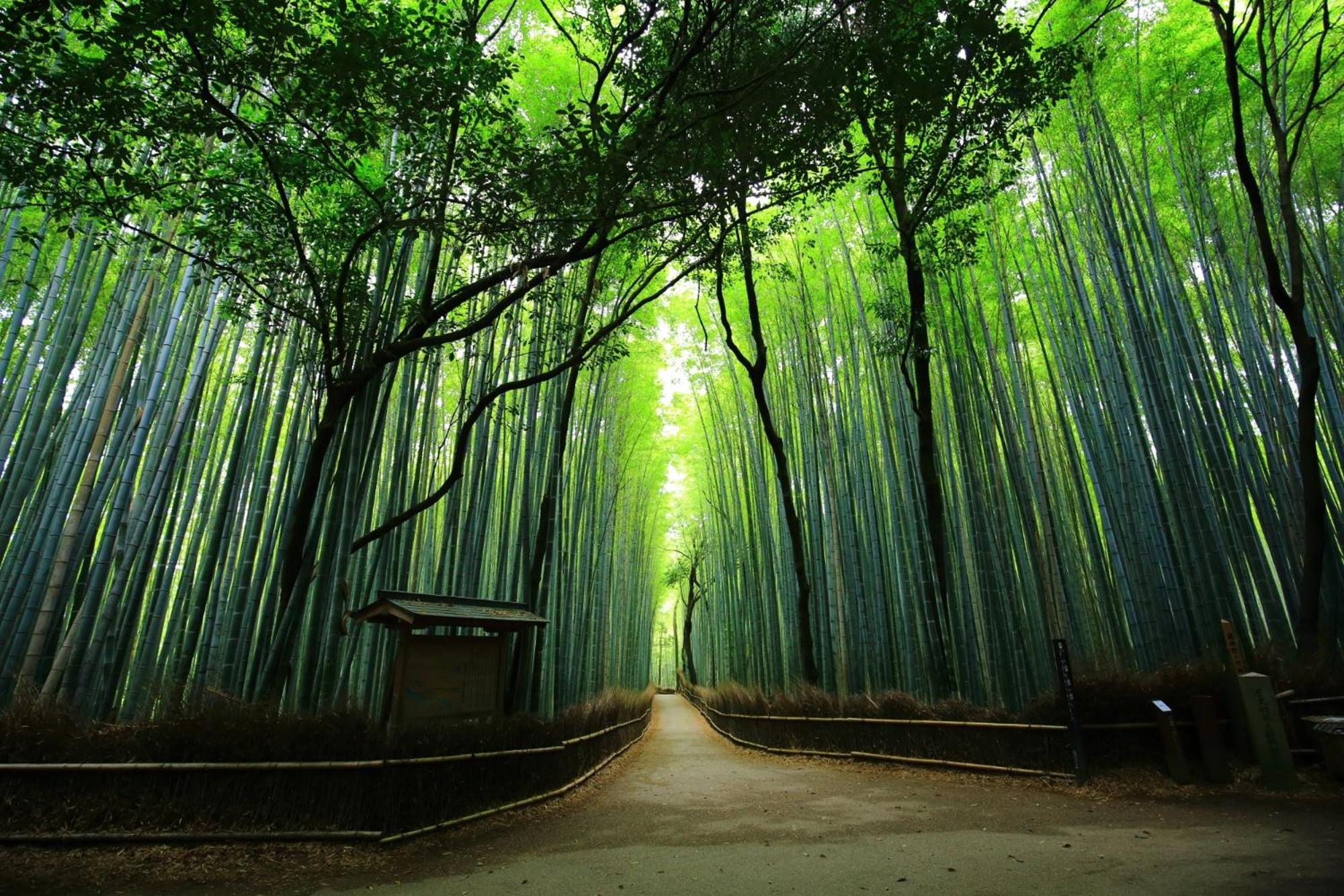 SAIZEN Matsumuro stay