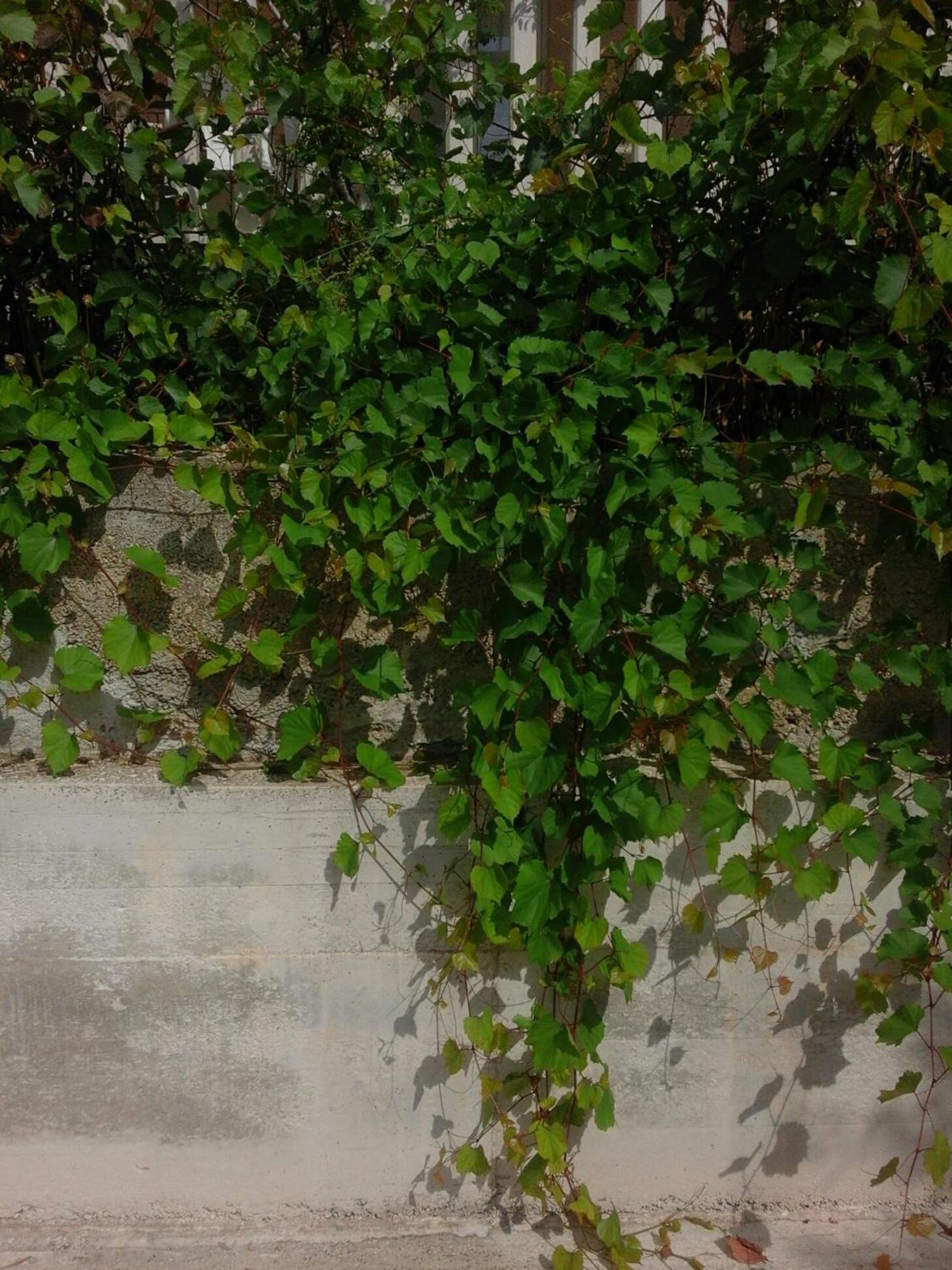 Photo 36