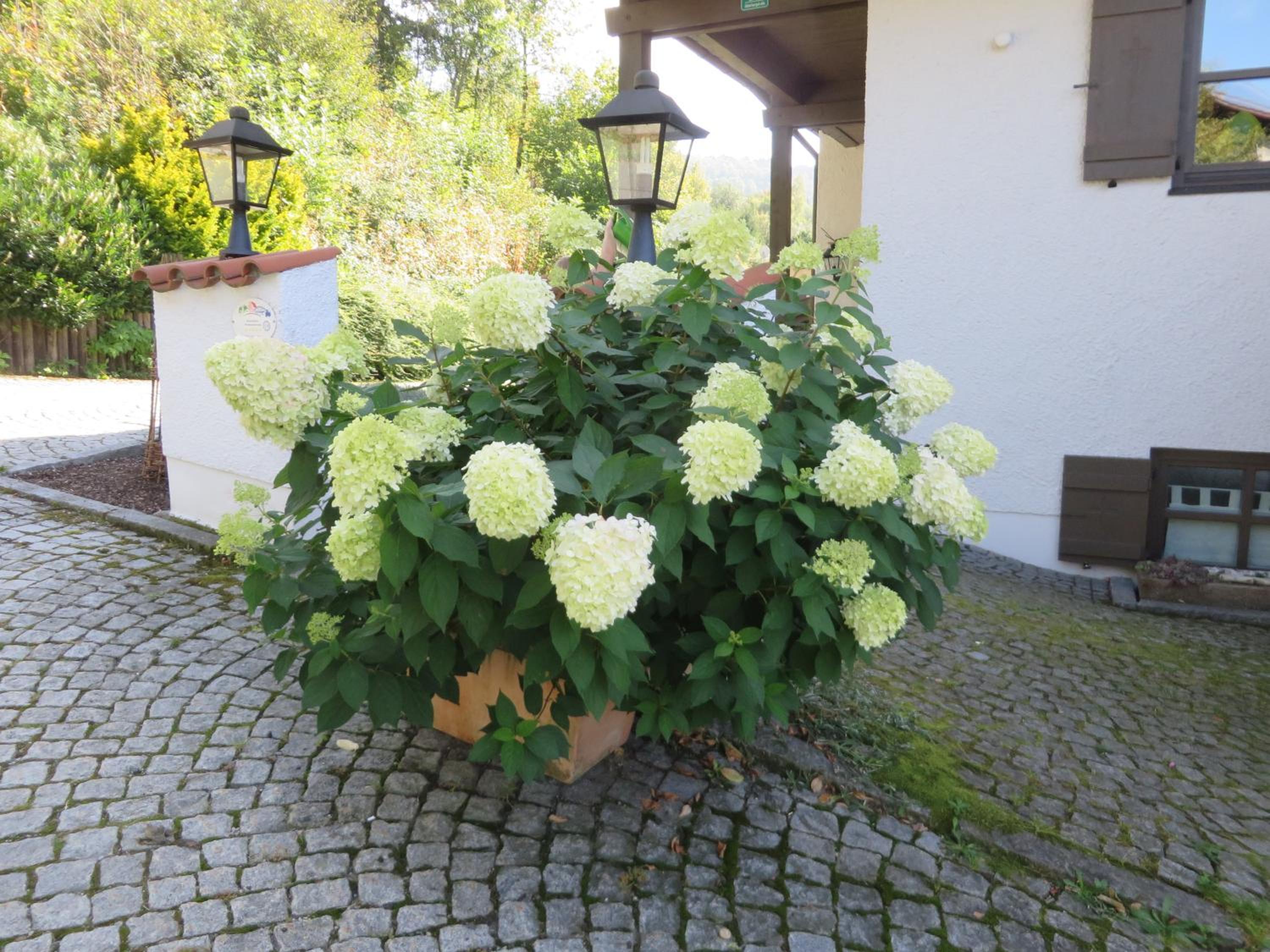 Hittenpichl