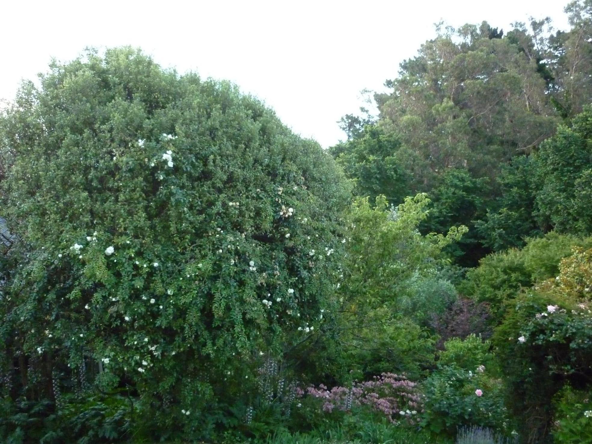 Cobden Garden