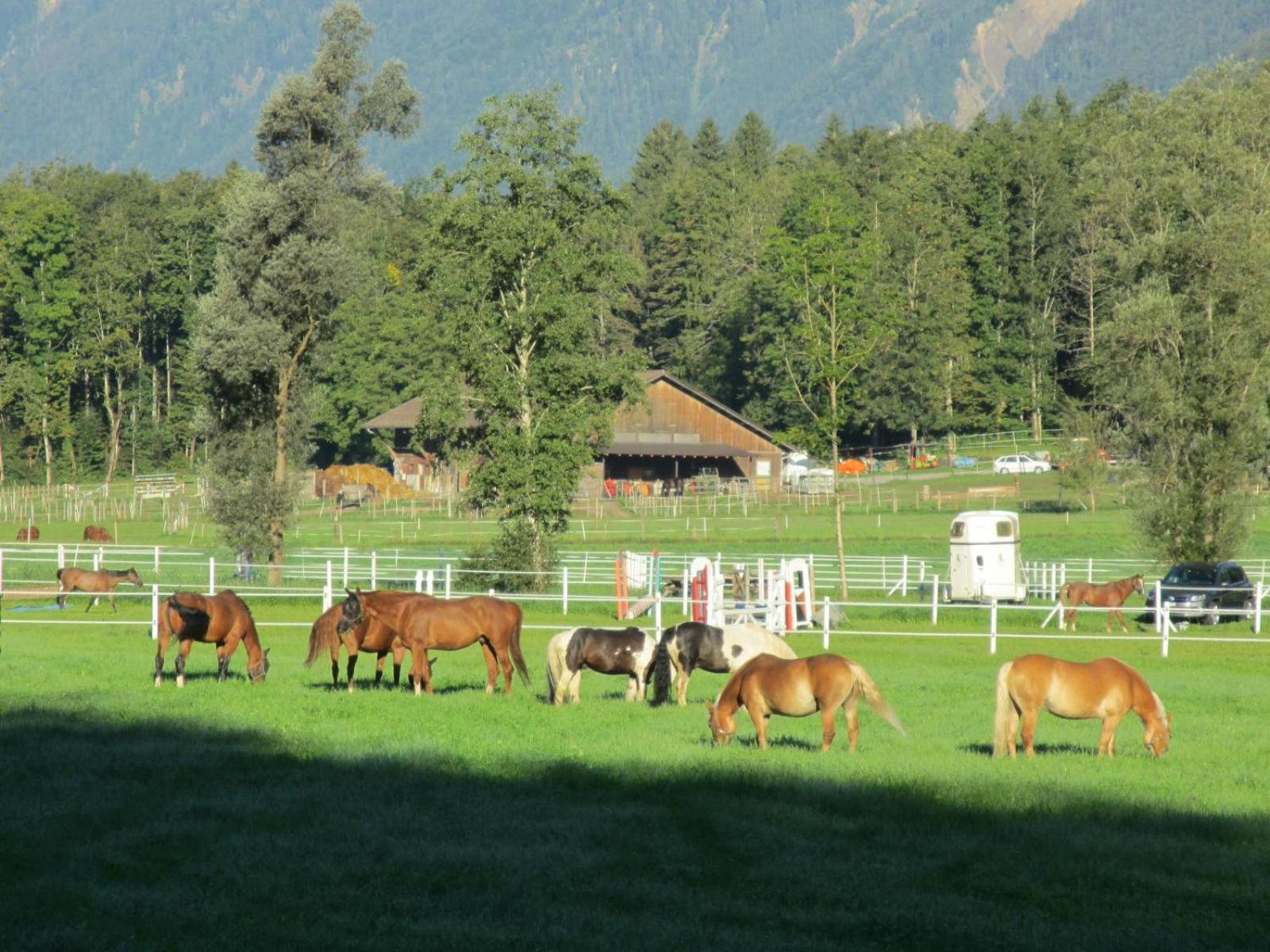 Eichhof Brienzwiler Berner Oberland