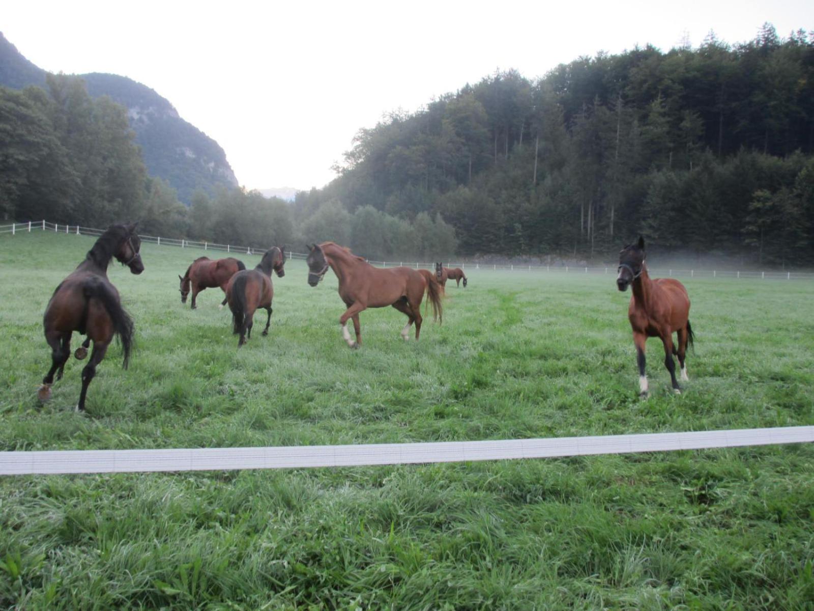Eichhof Brienzwiler Berner Oberland