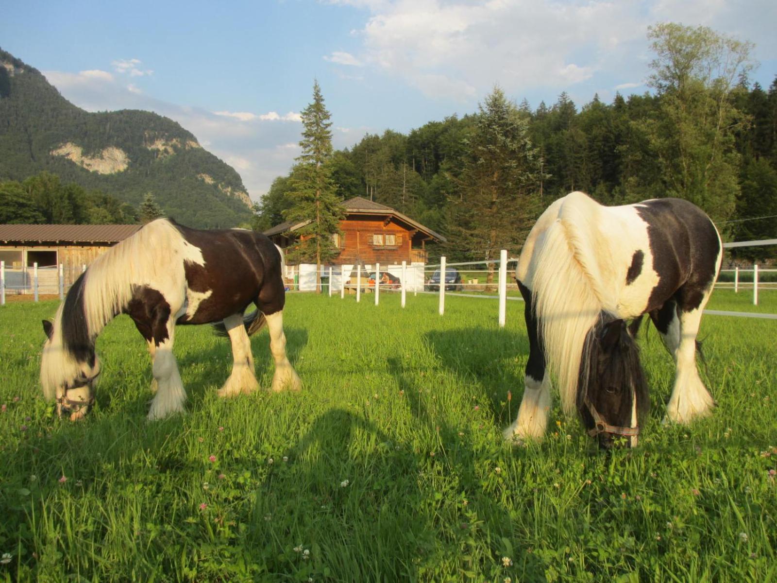 Eichhof Brienzwiler Berner Oberland