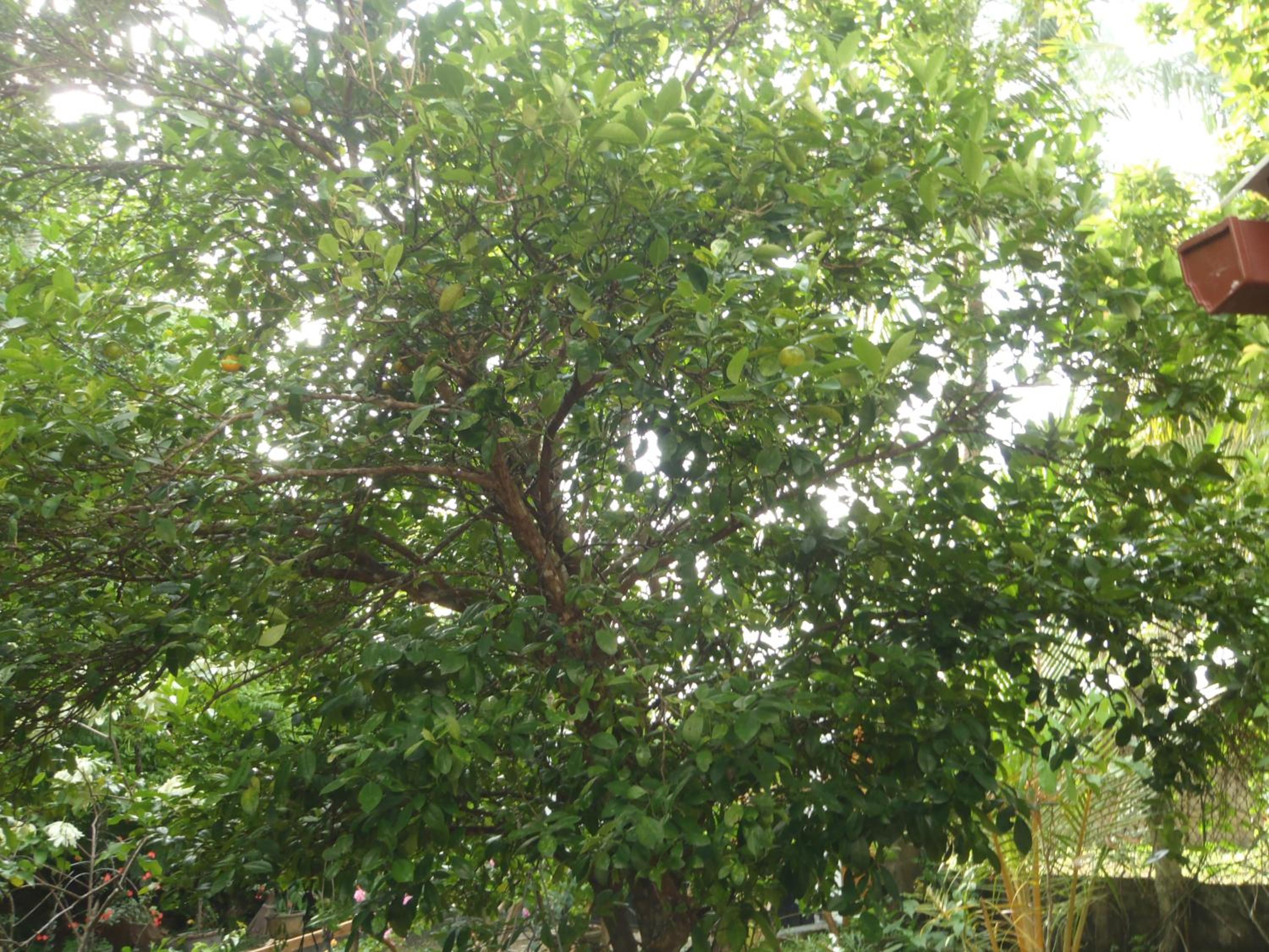 Photo 29
