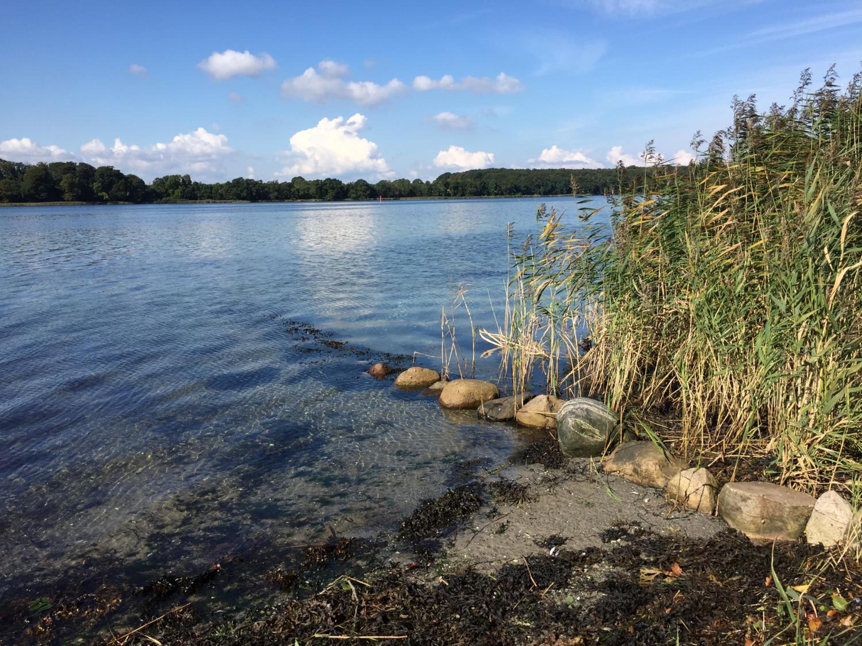 Rønhave