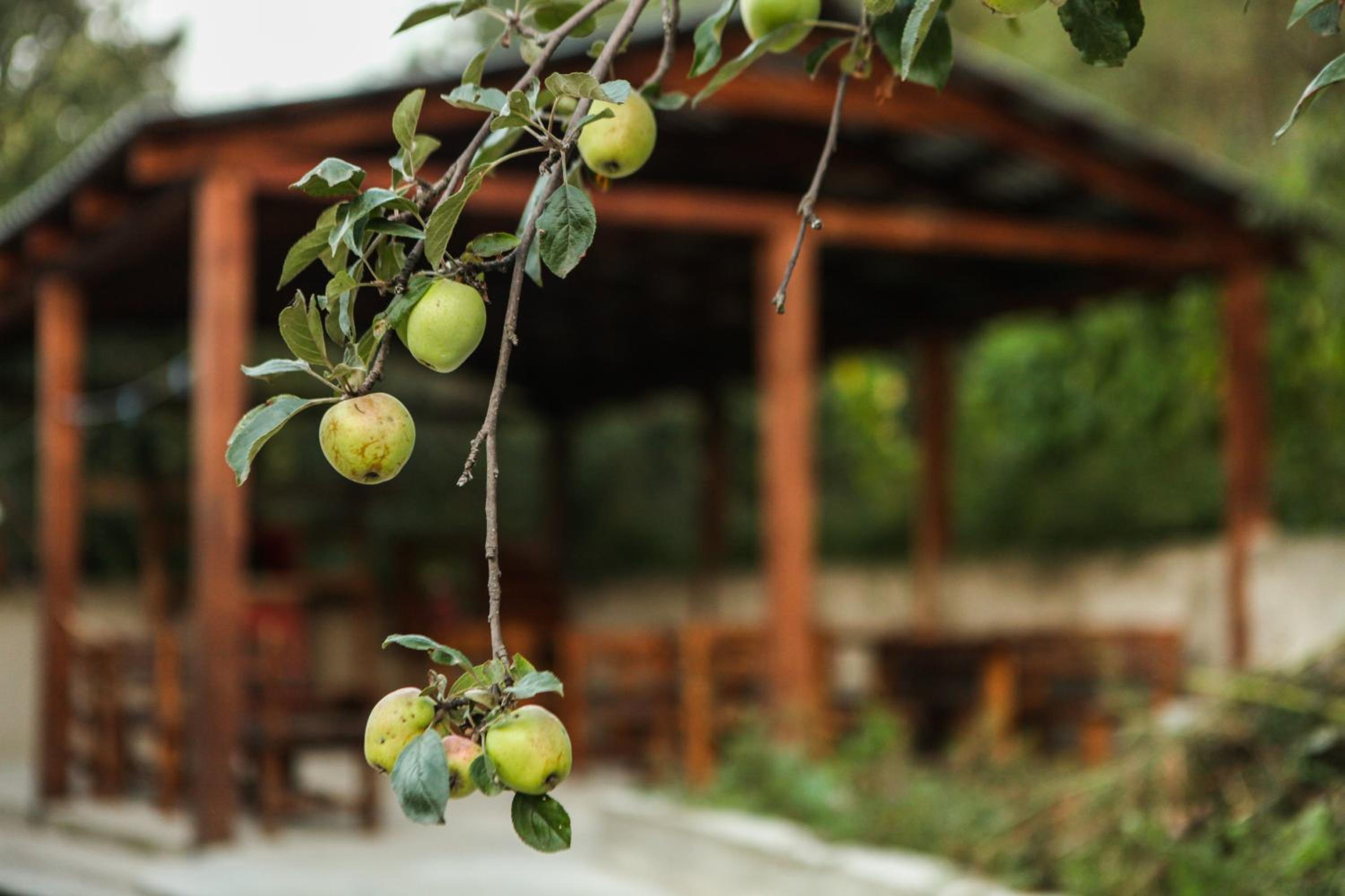 Guest house Dilijan Orran