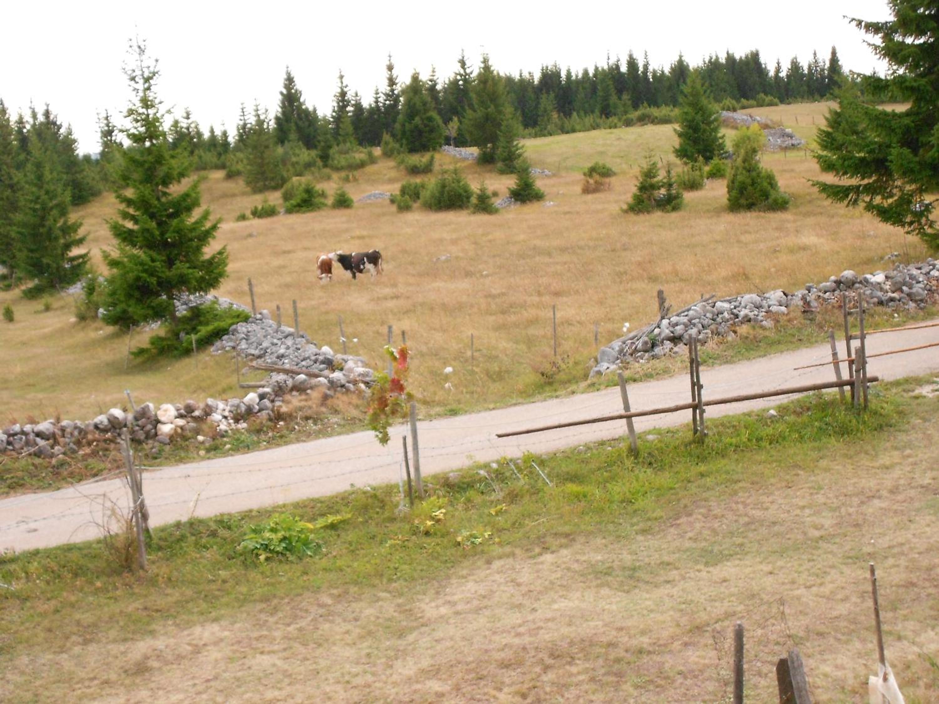 Žabljak izdavanje kuce view 4