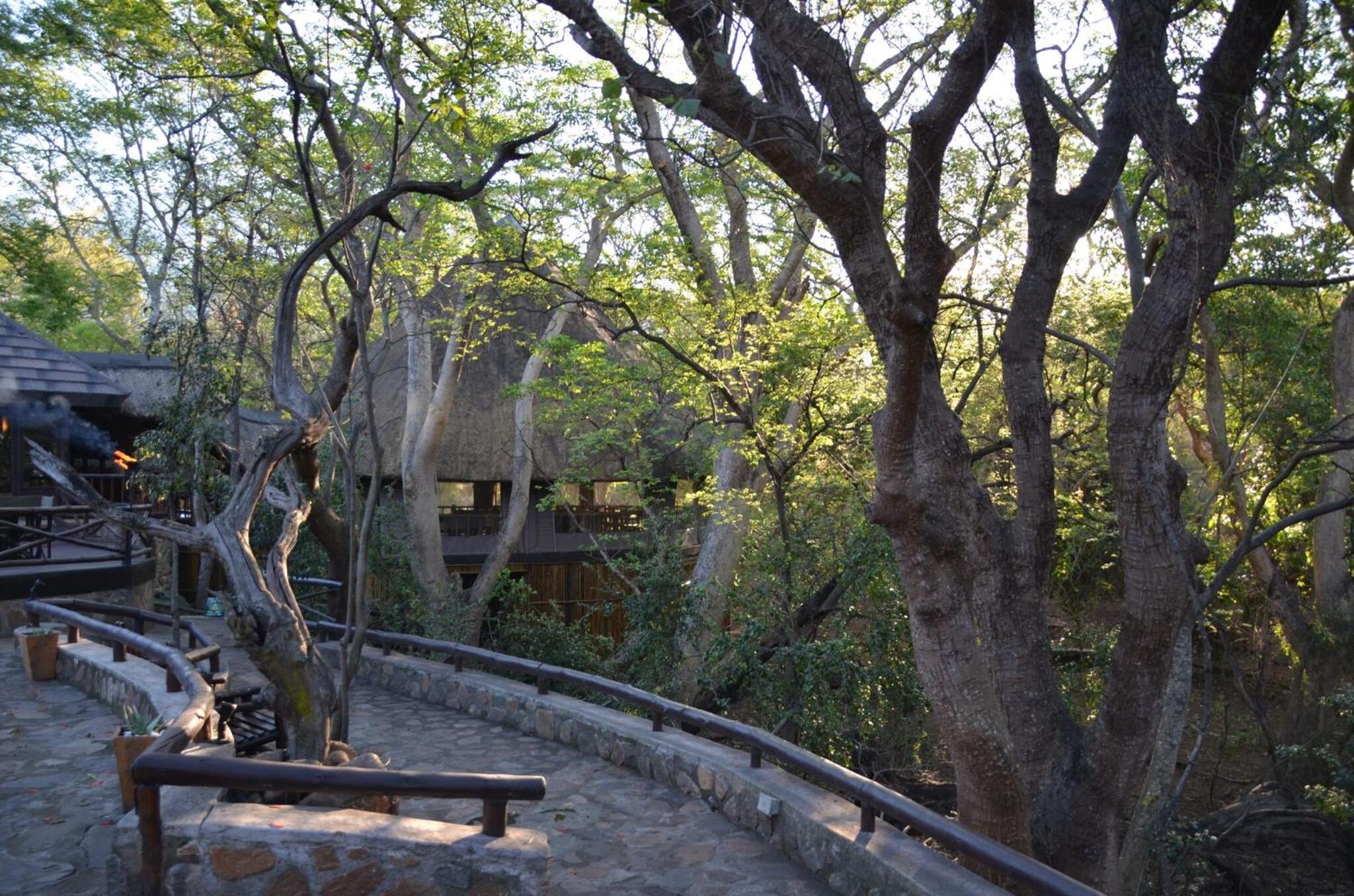 Moholoholo Forest Camp view 3