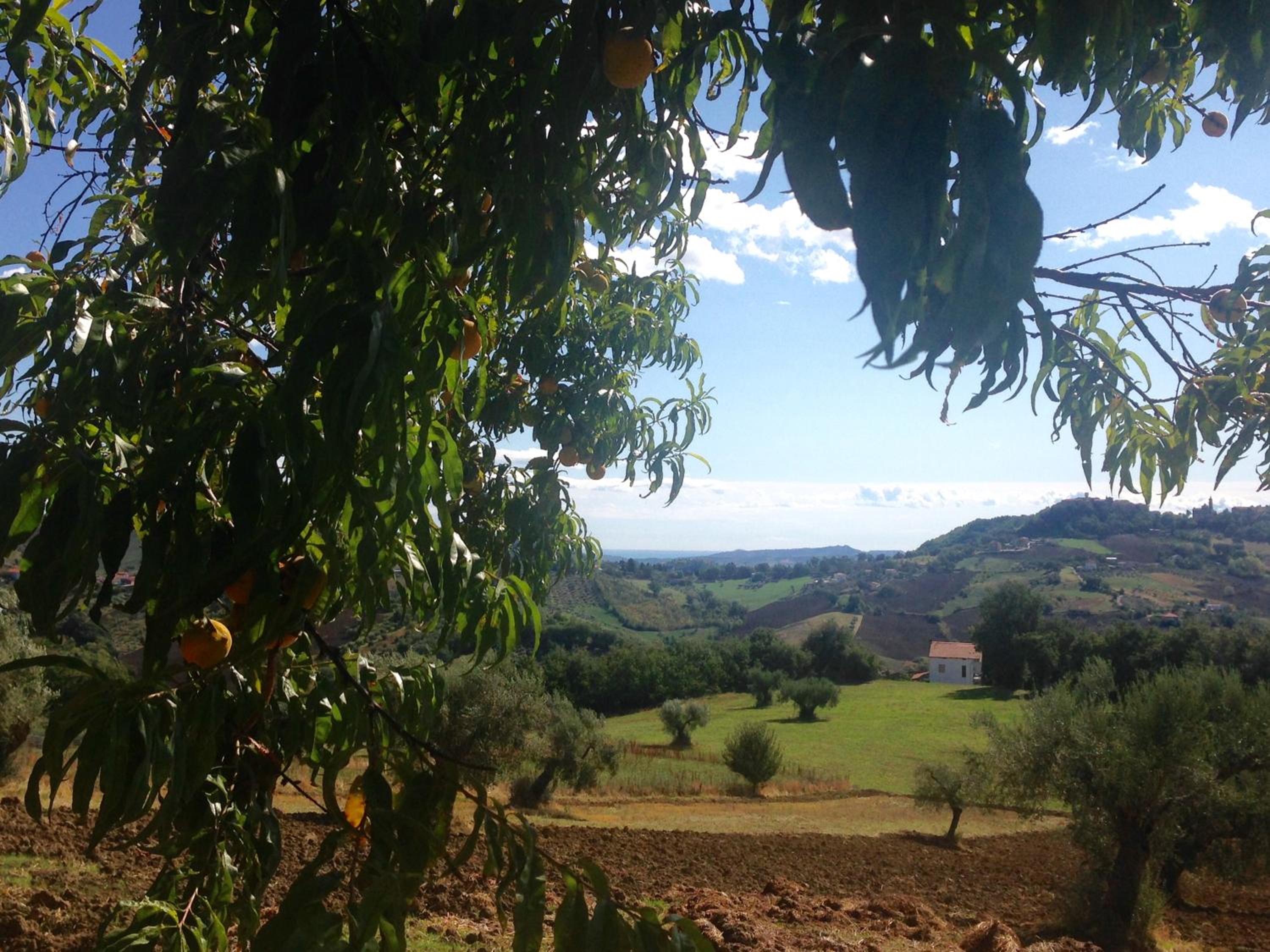 Agriturismo Le Macine-Poggio Cono view 2