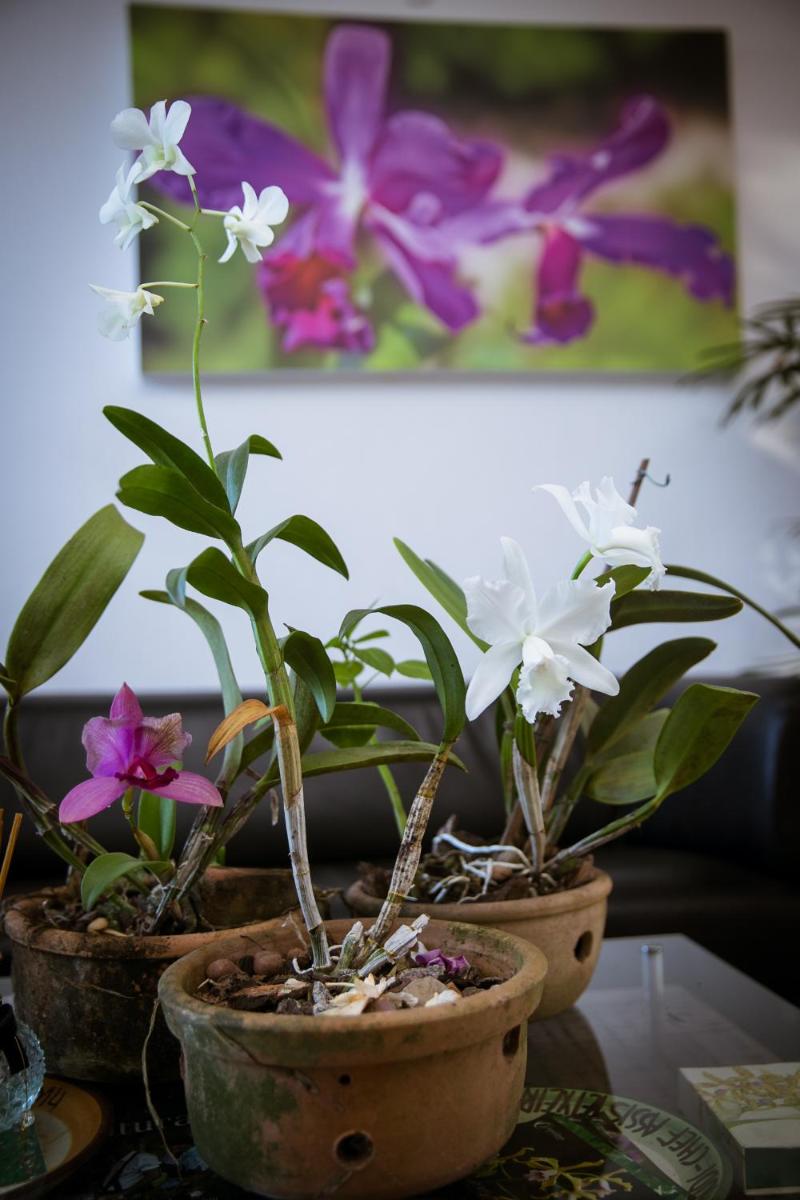 Orquídea Café