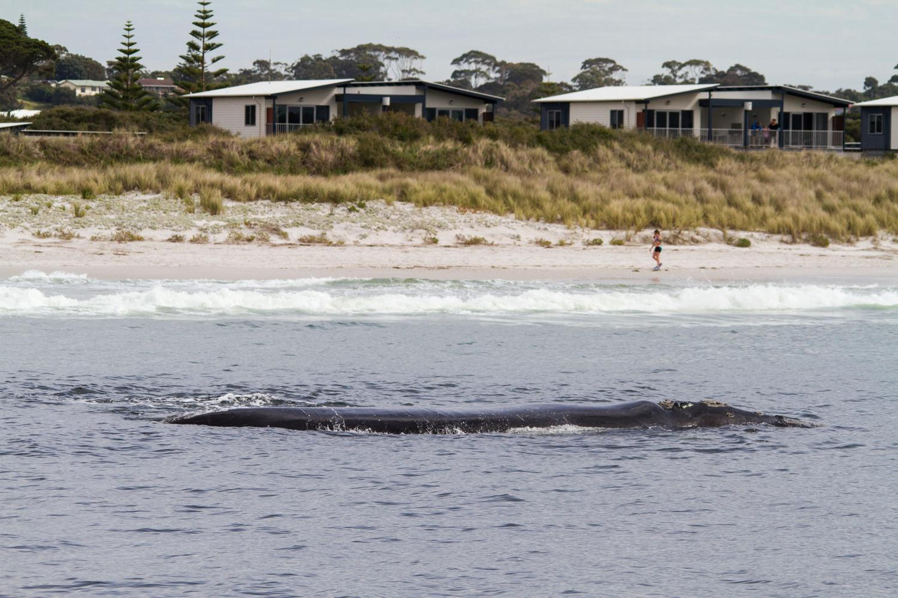 BIG4 Middleton Beach Holiday Park