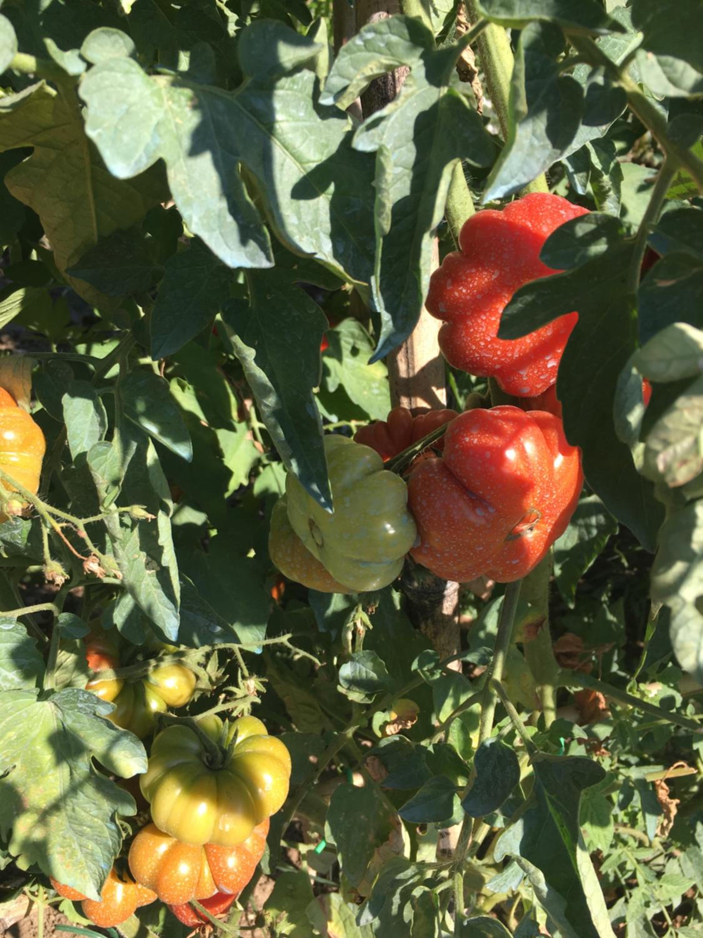 I Casali del Trebbiolo
