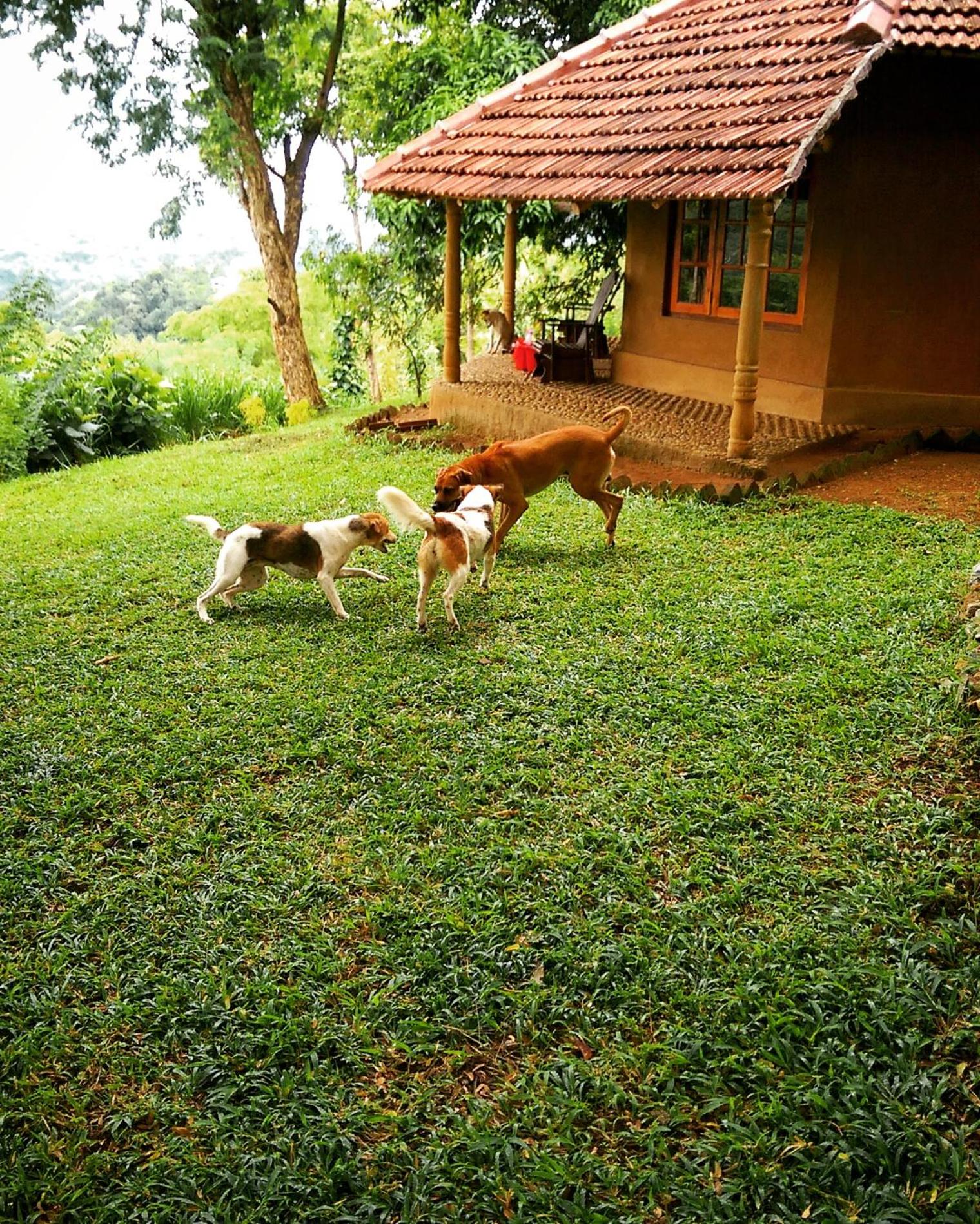 Pepper Hills Cottages view 4