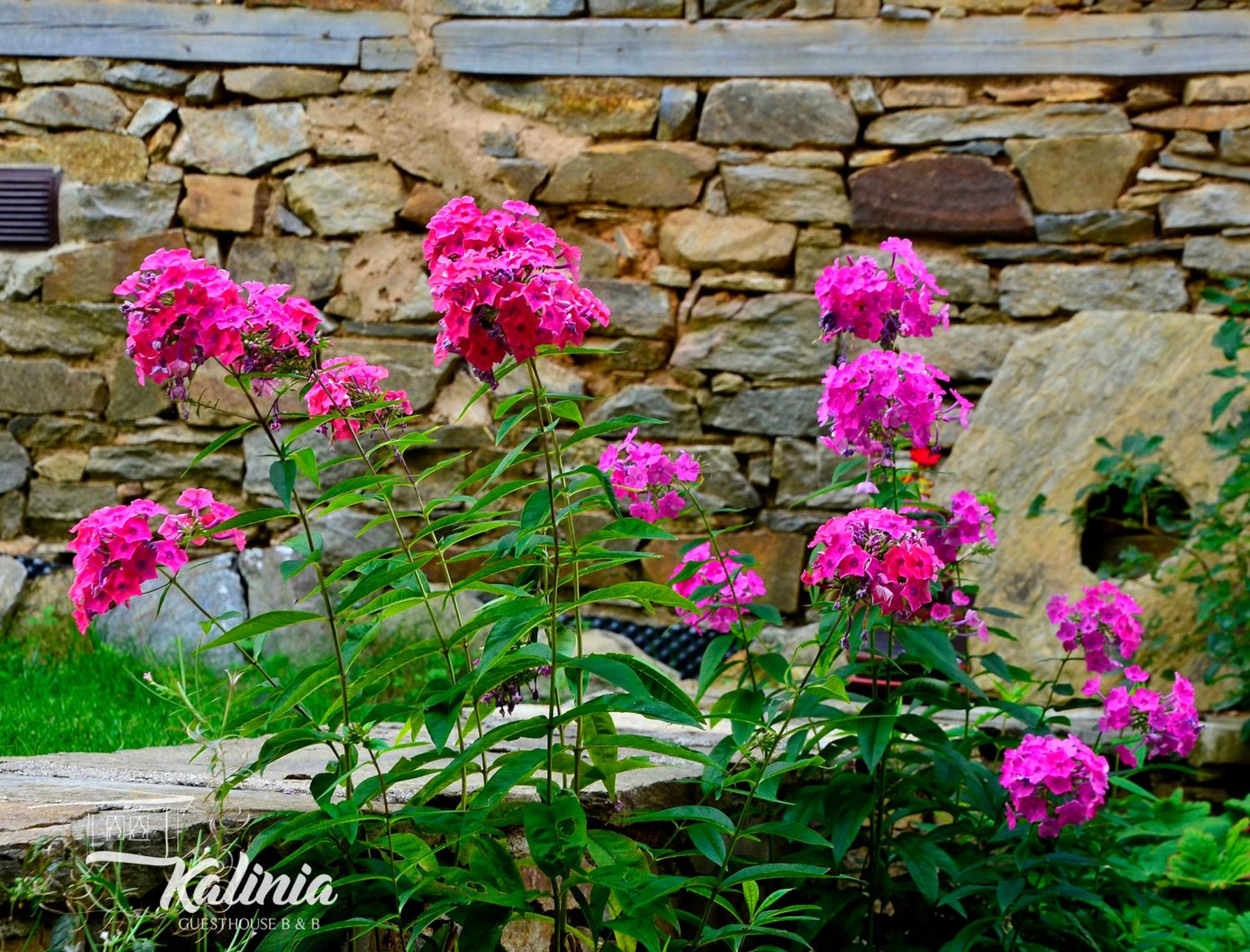 Kalinia Guesthouse B&B