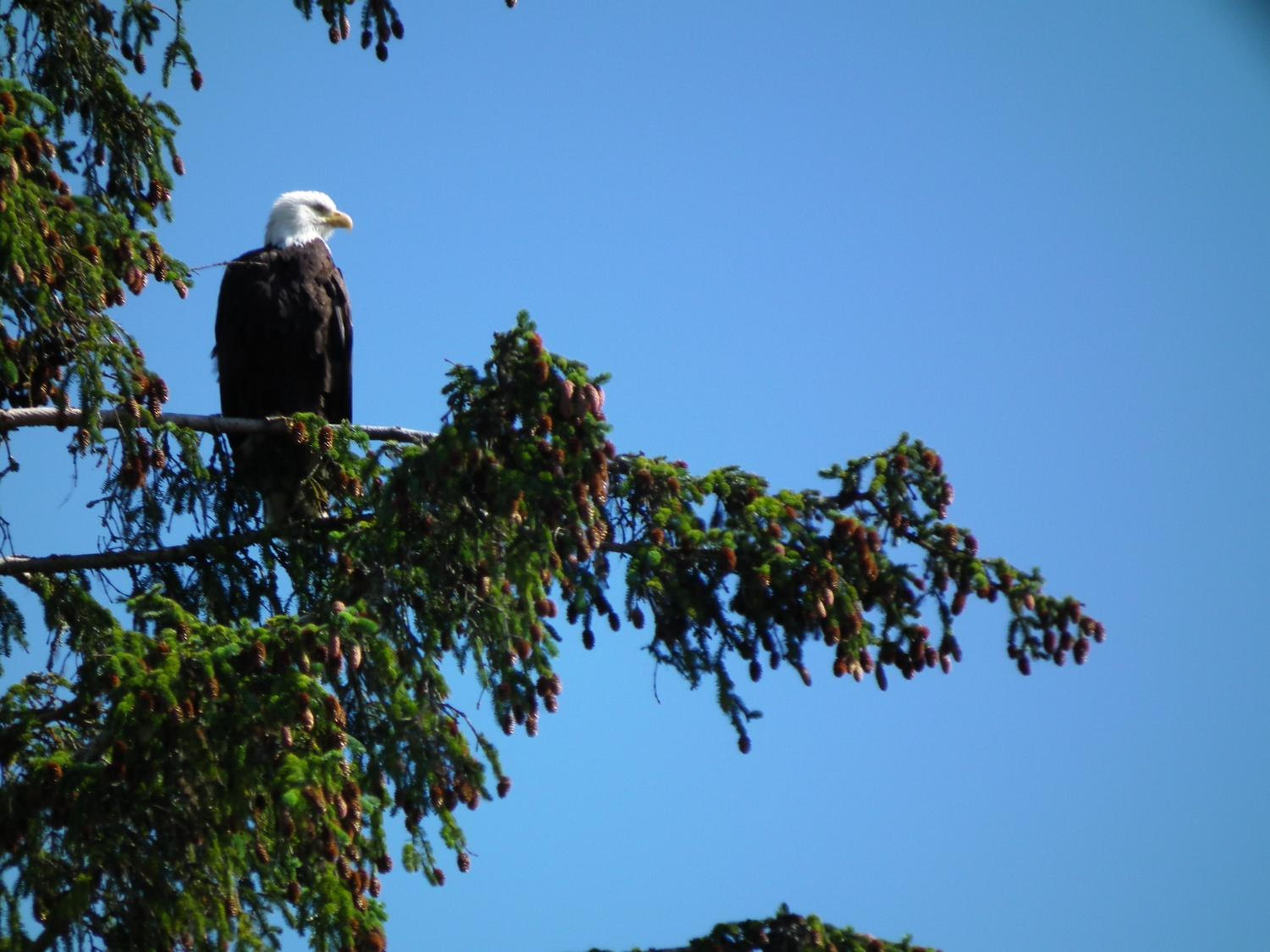 Juneau Vacations - Aspen Suites Hotel Juneau - Property Image 12