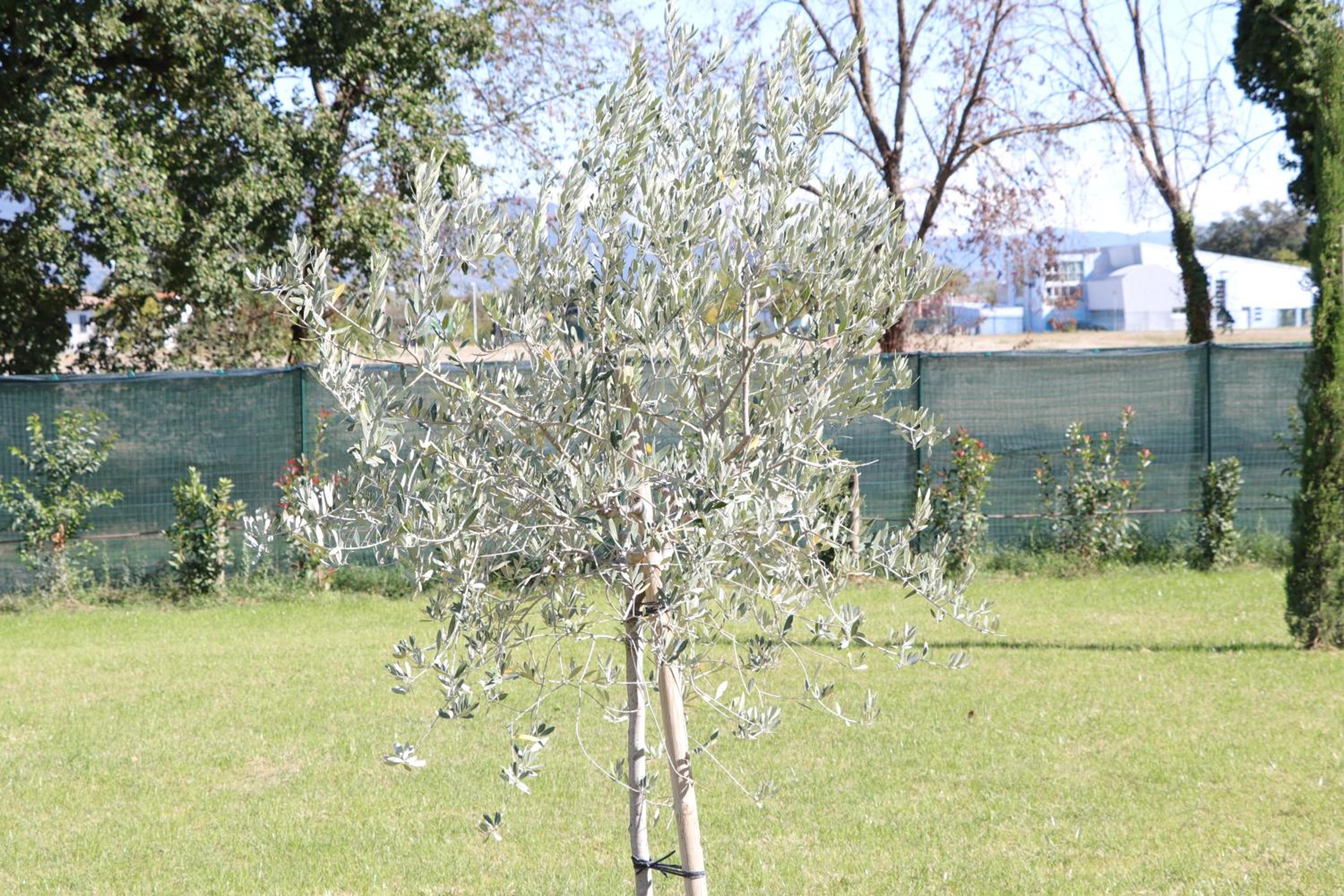 Parcoverdepino view 3