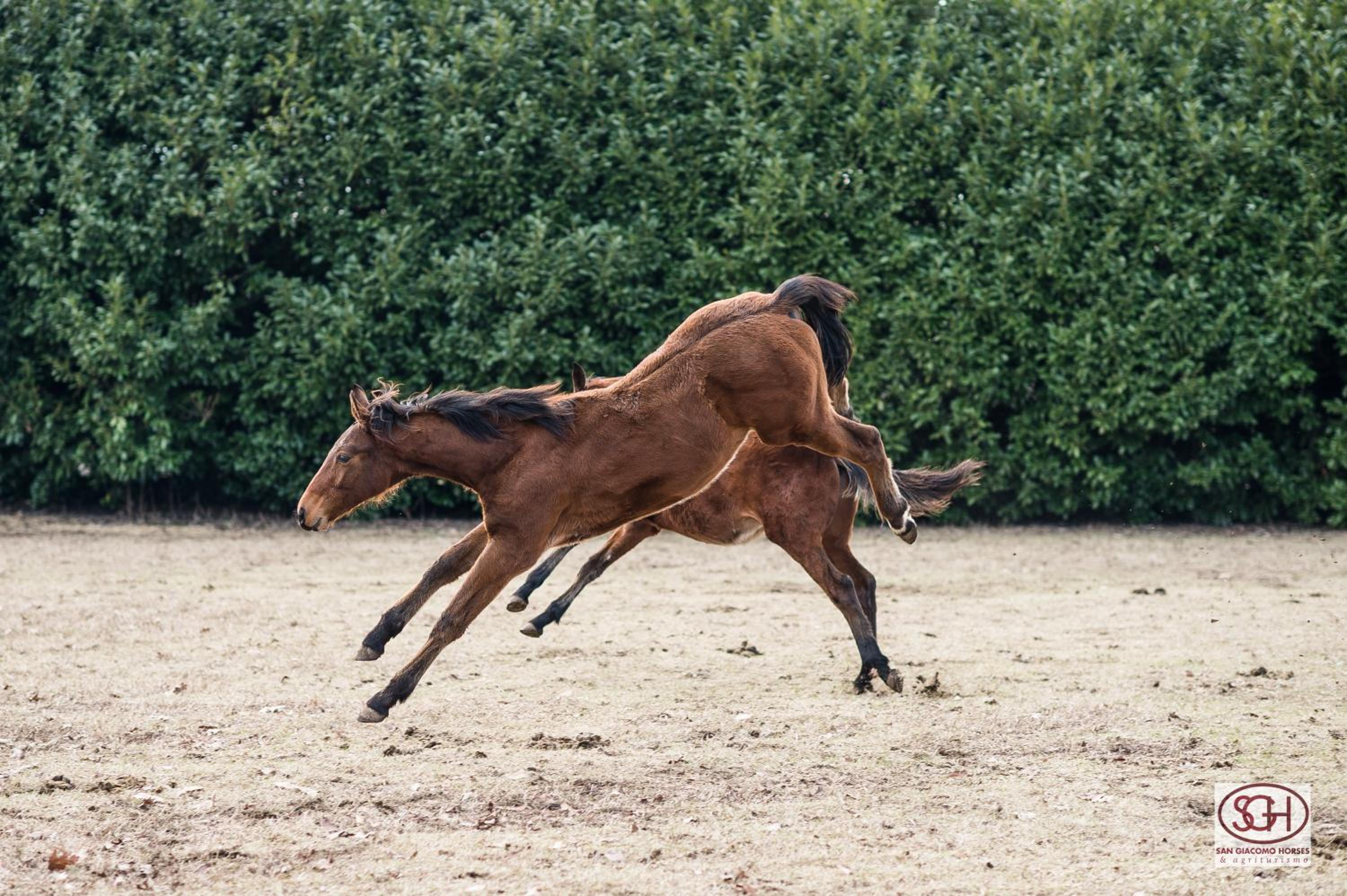 San Giacomo Horses & Agriturismo