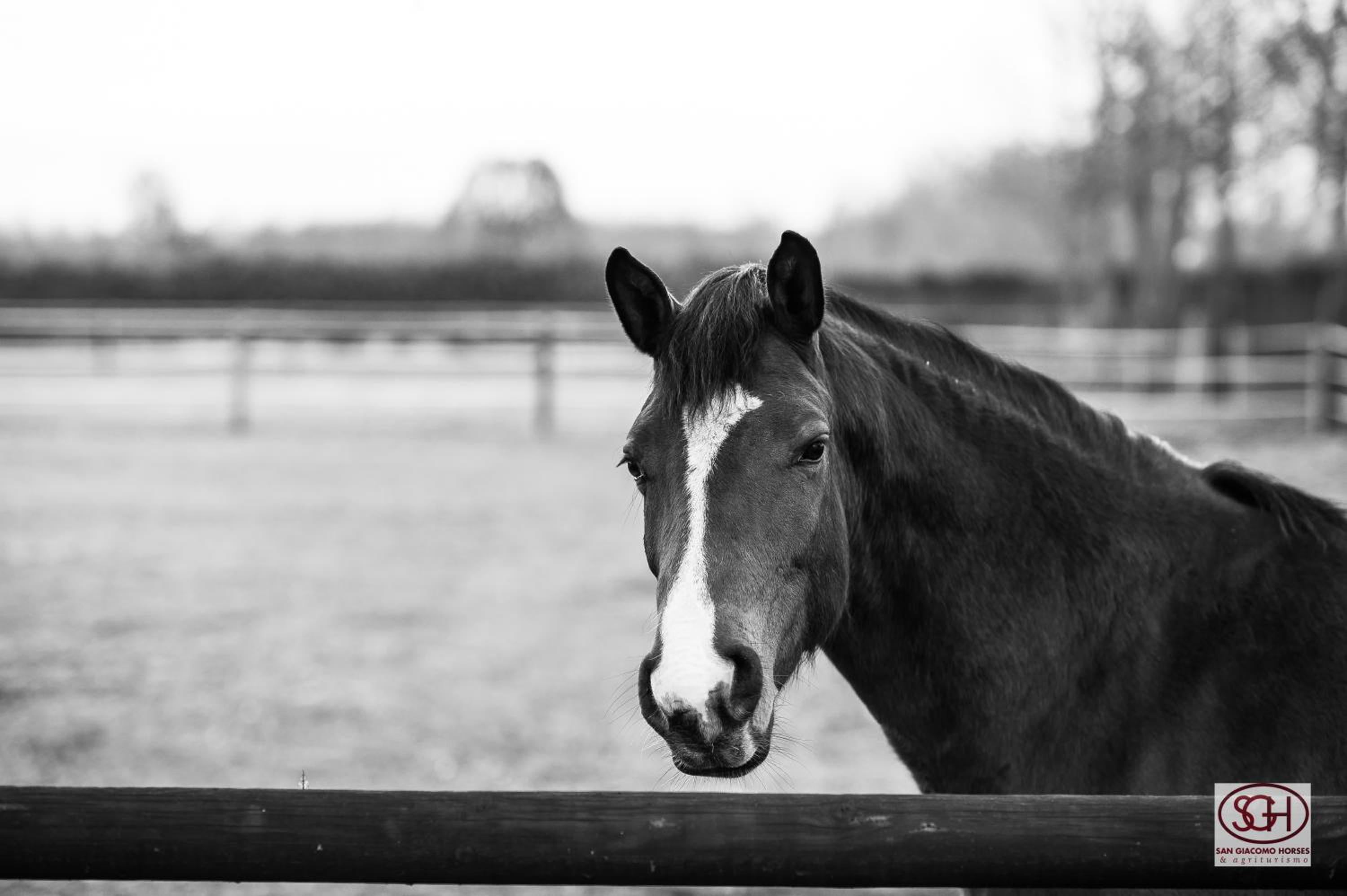 San Giacomo Horses & Agriturismo