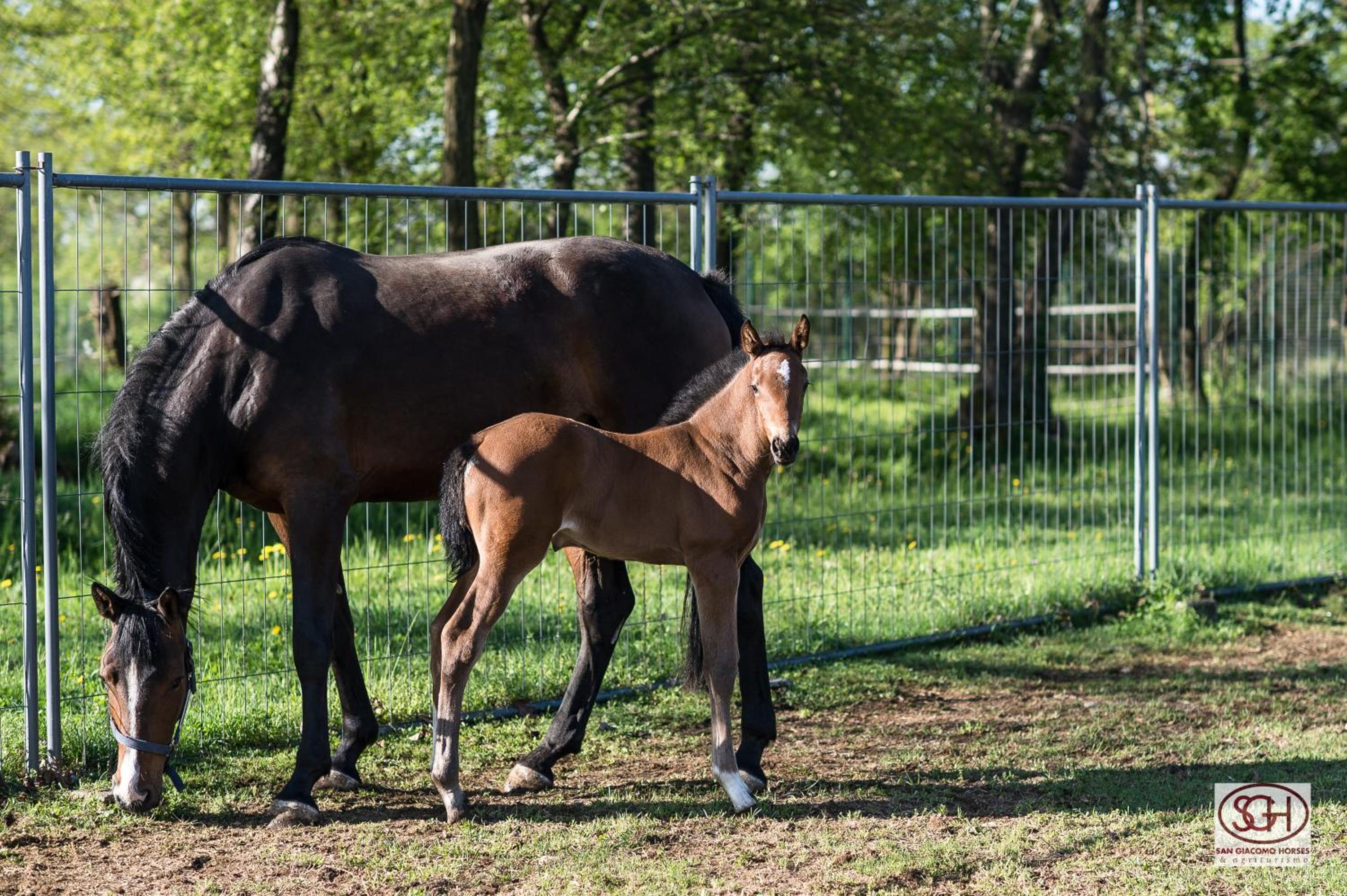 San Giacomo Horses & Agriturismo