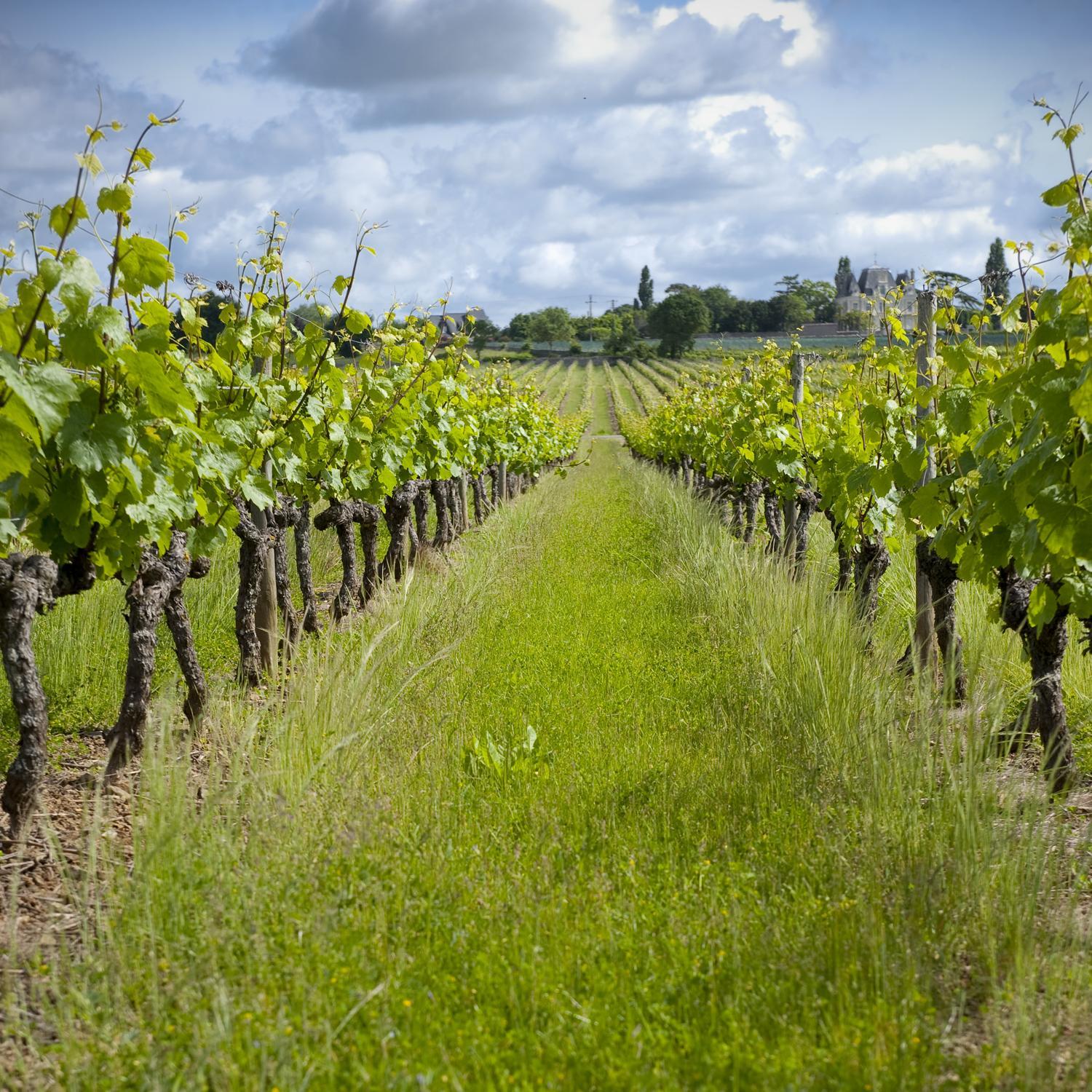 Domaine de la Soucherie - Chambres d'hôtes view 5