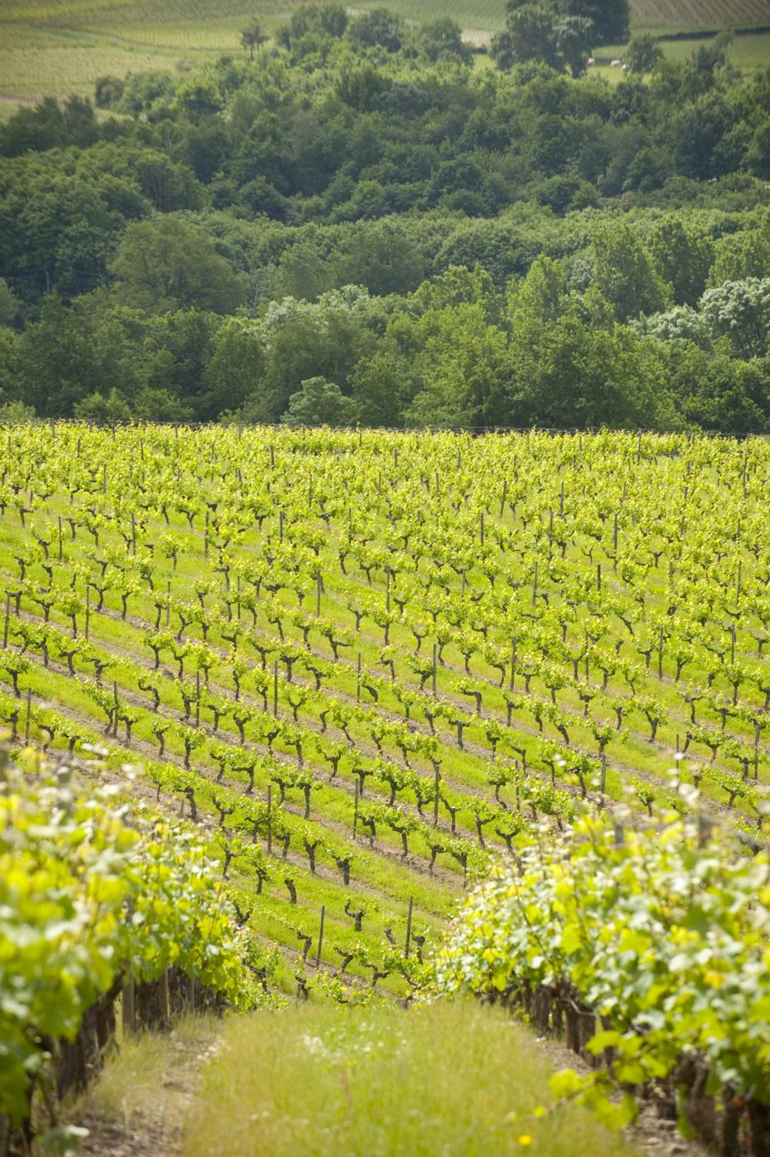Domaine de la Soucherie - Chambres d'hôtes view 4