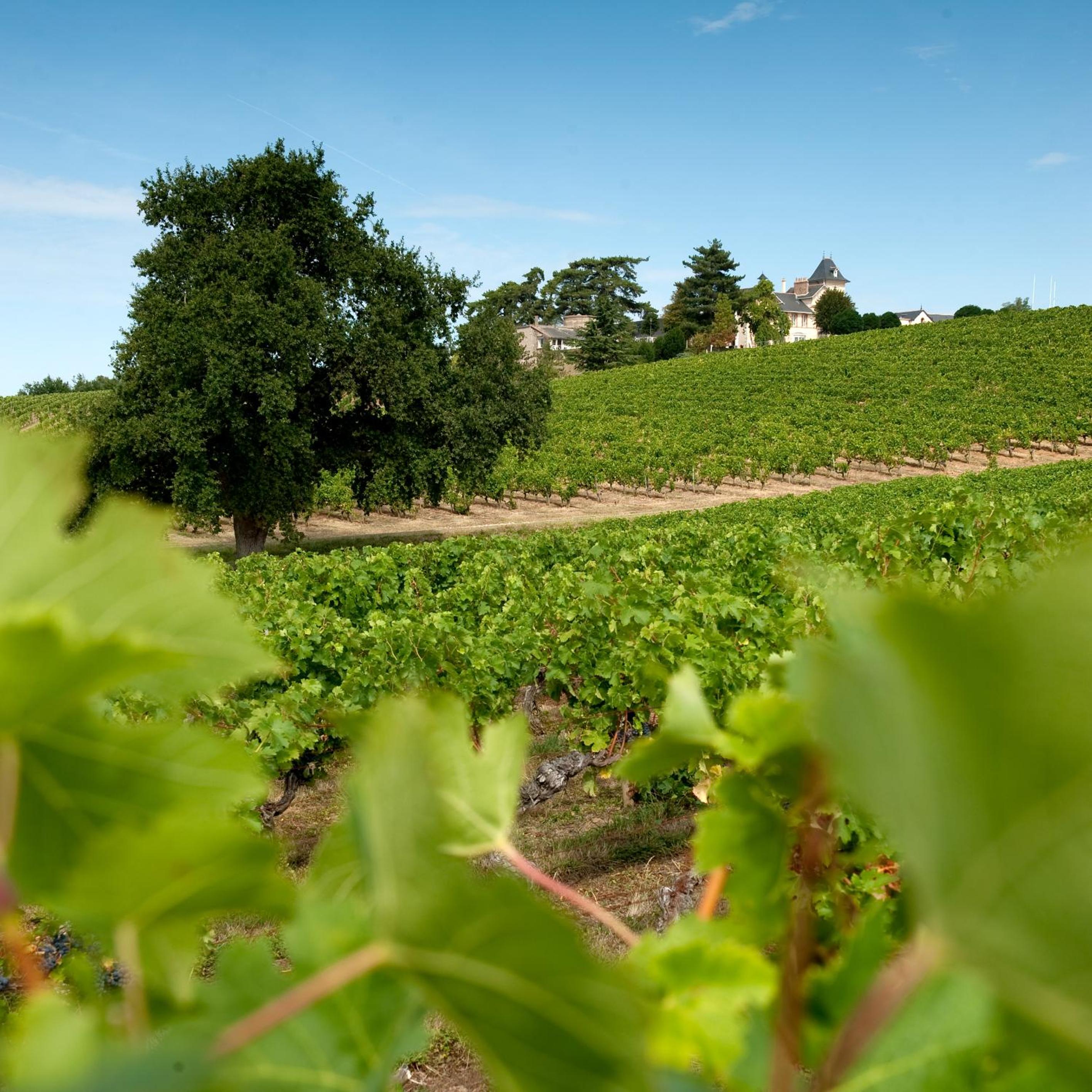 Domaine de la Soucherie - Chambres d'hôtes view 2